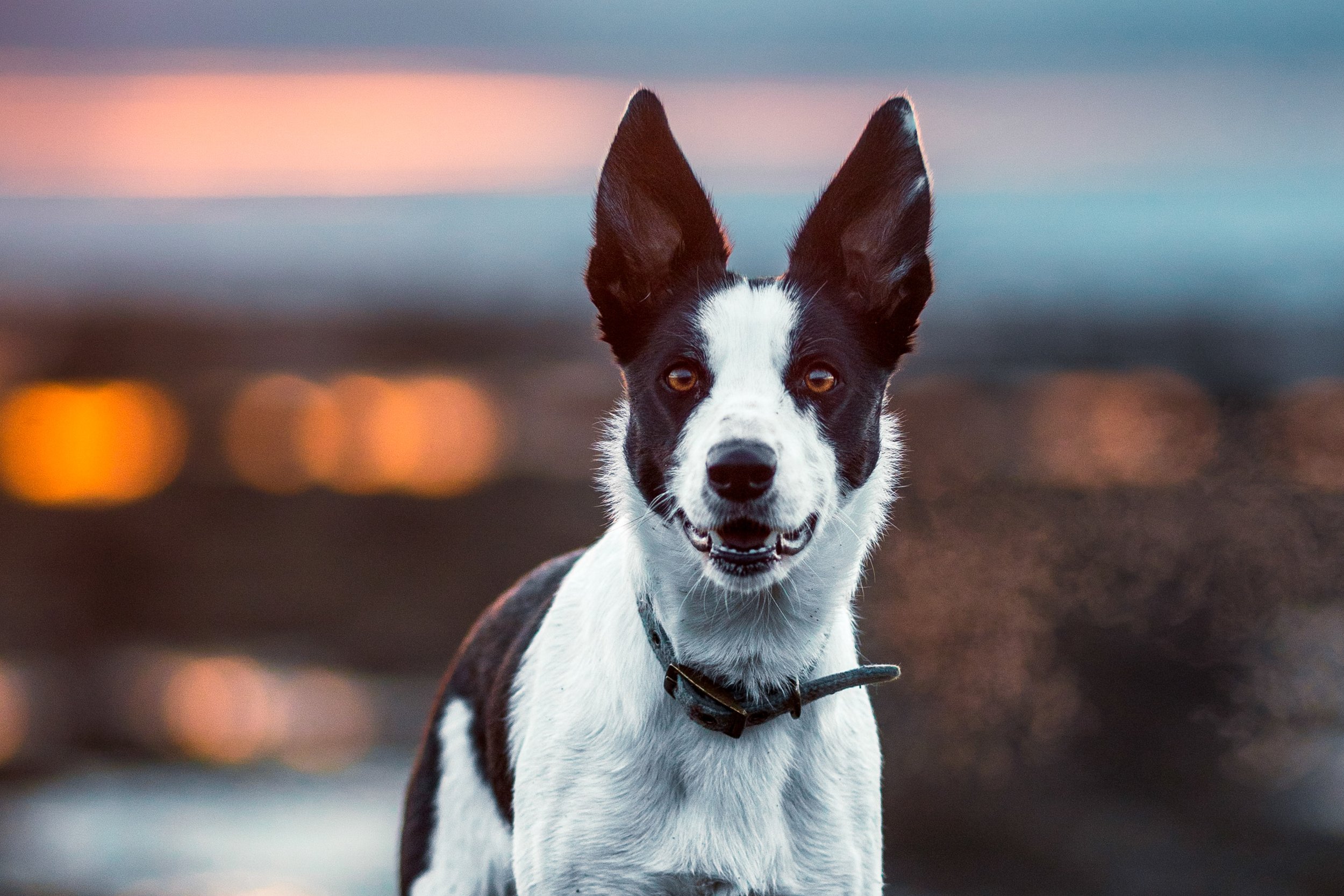 Pets-12.jpg