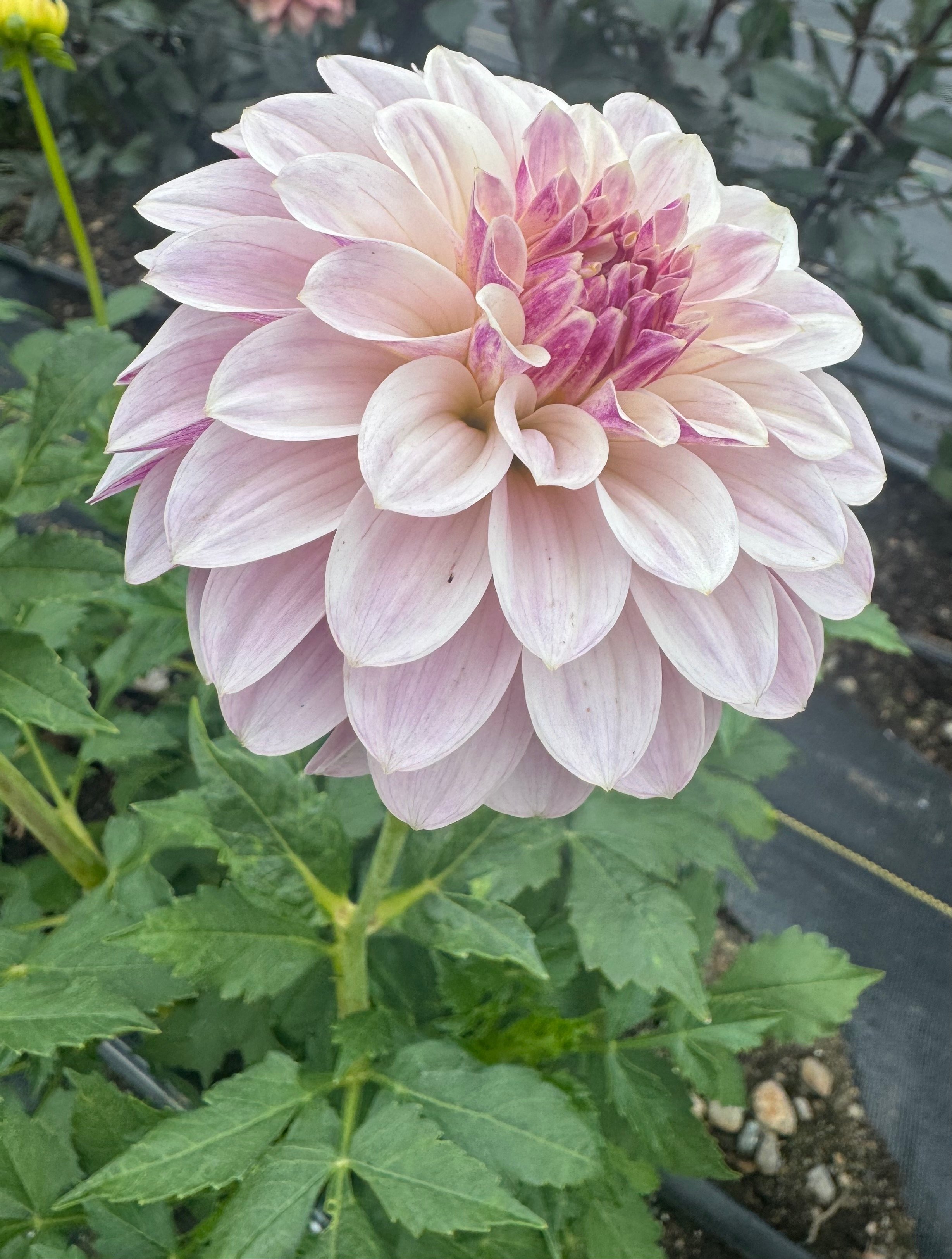 Salish Twilight Girl