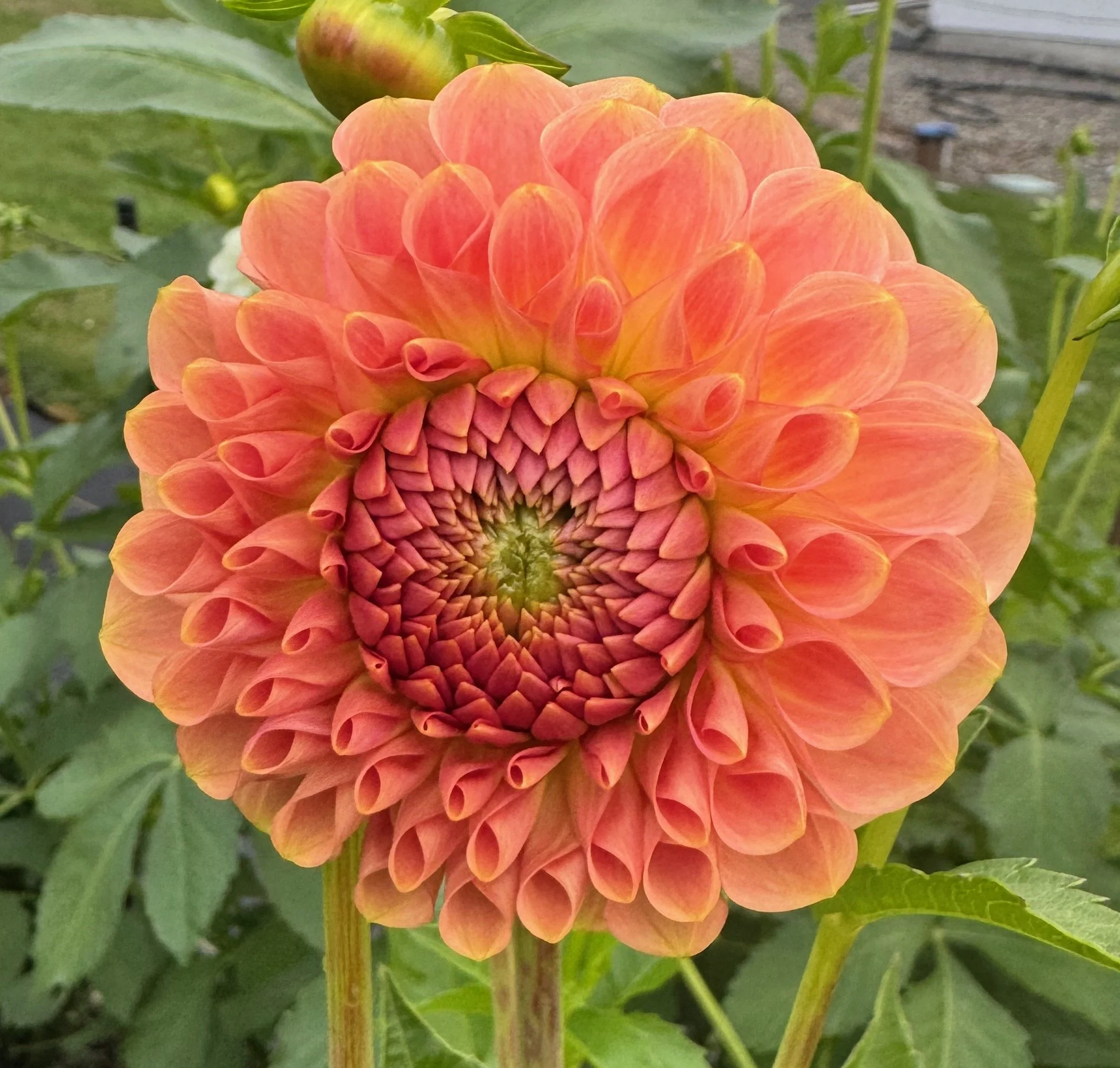 20th Ave Softer Peach