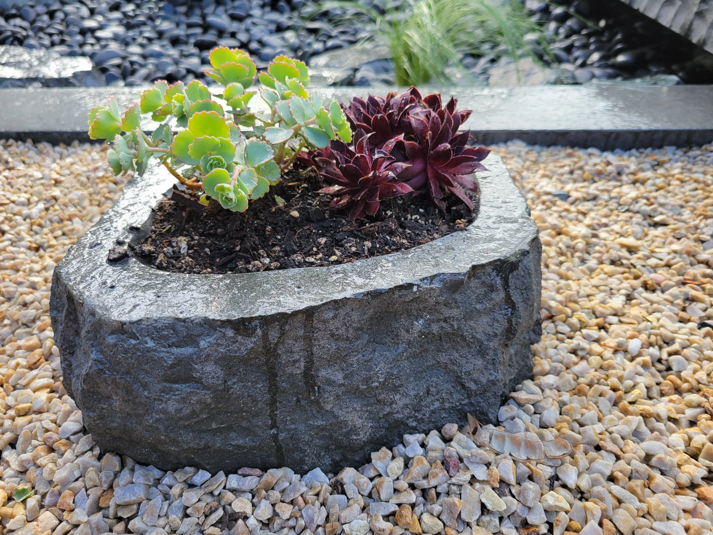 Close-up of two succulent plants in a stone planter, surrounded by small pebbles on the ground.