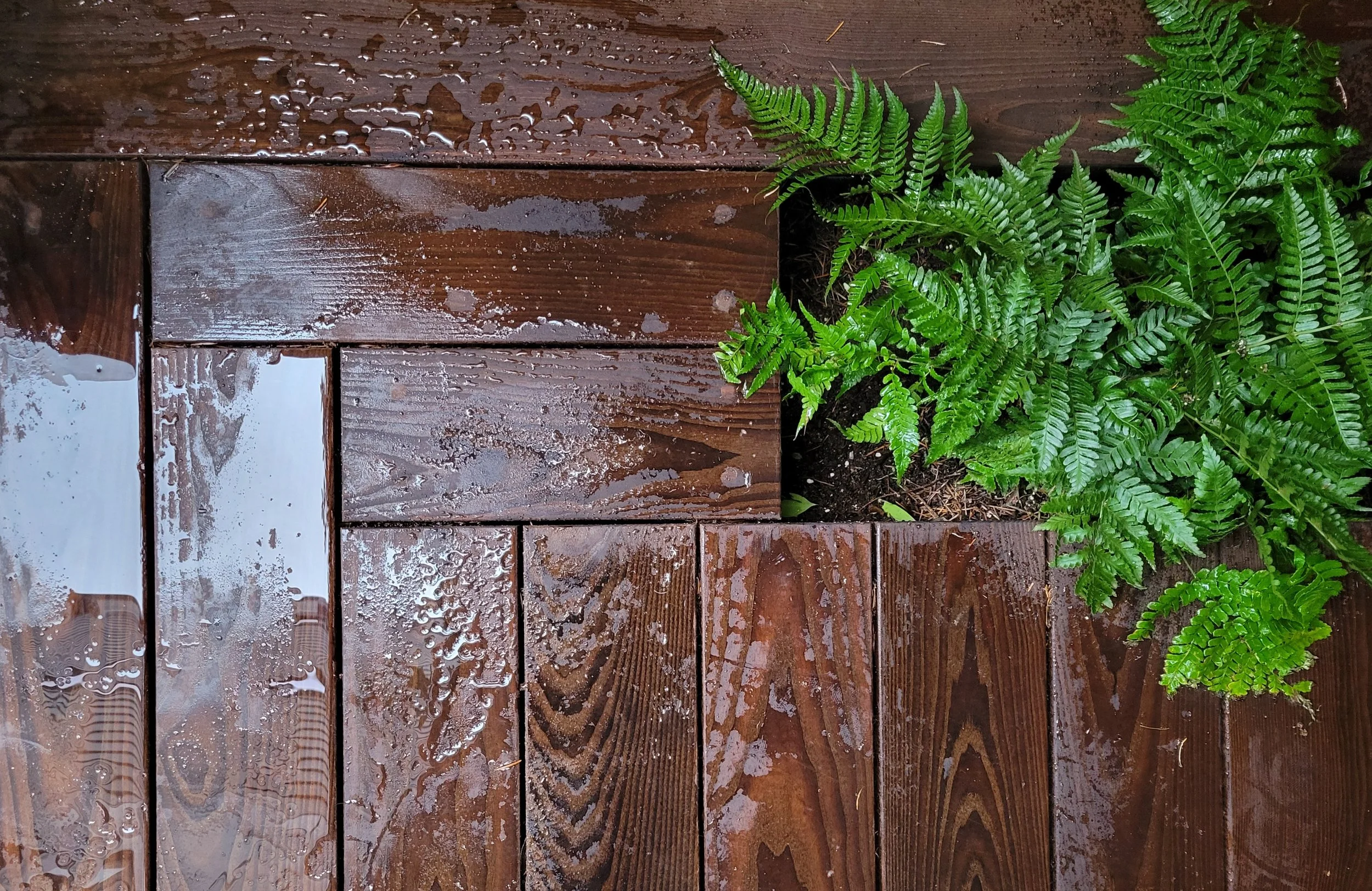 Wet wooden deck with water droplets and green ferns growing at the edge.
