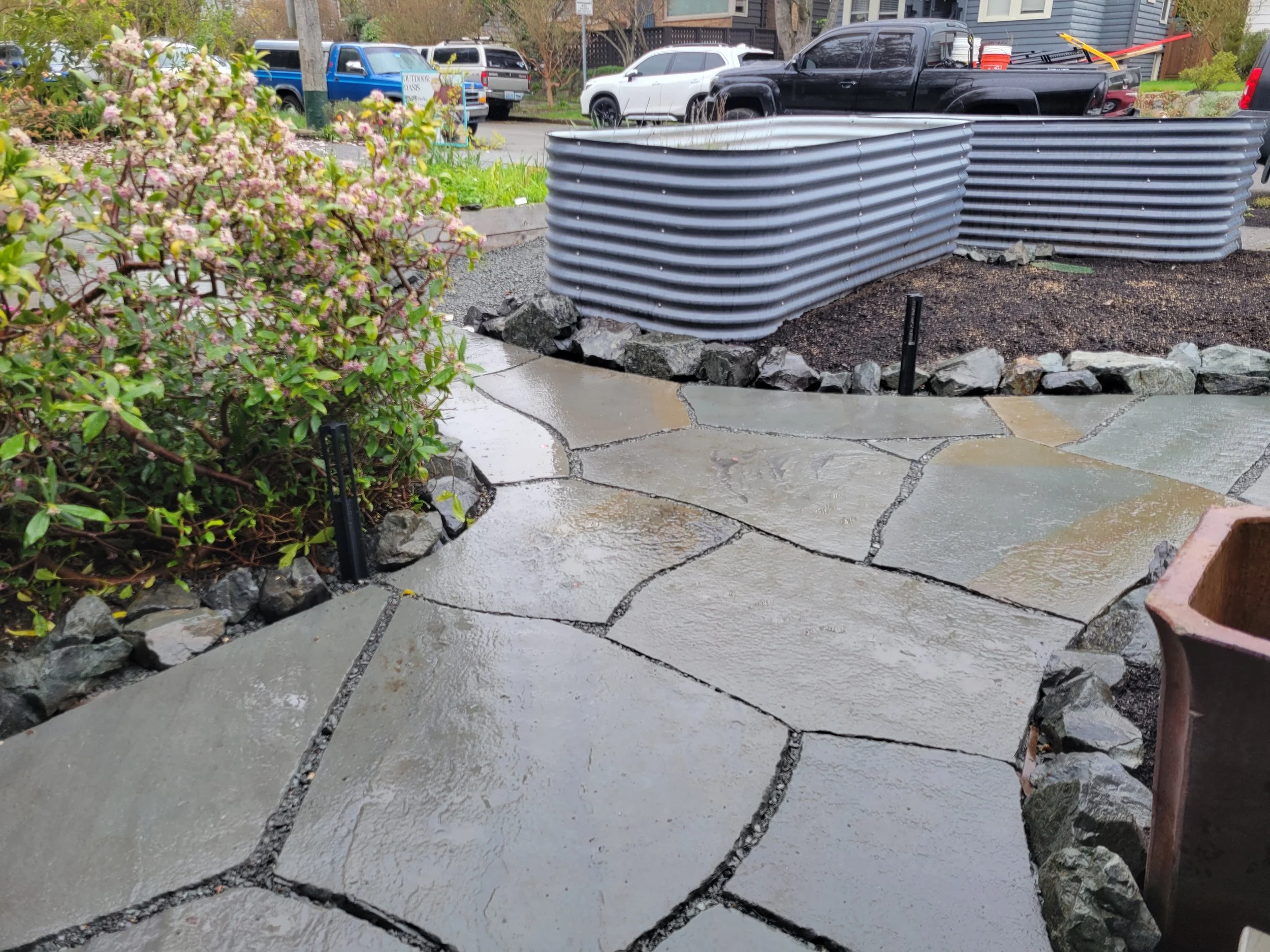 Wet bluestone pathway in a sunflower garden with winter daphne on the left, large rocks along the edge, and metal planters with edible gardens in them.