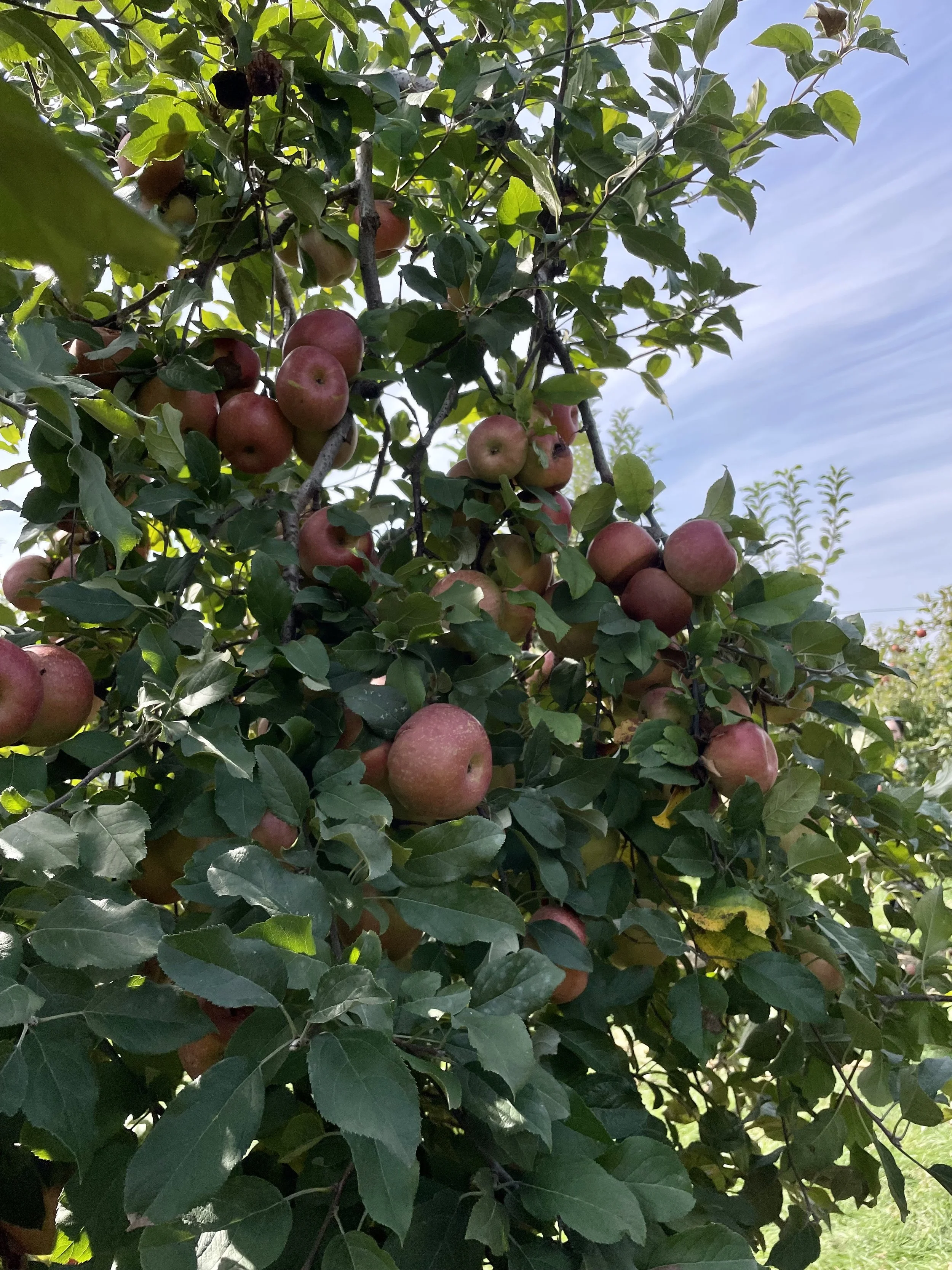 Pink apples clusters close together on tree branches.