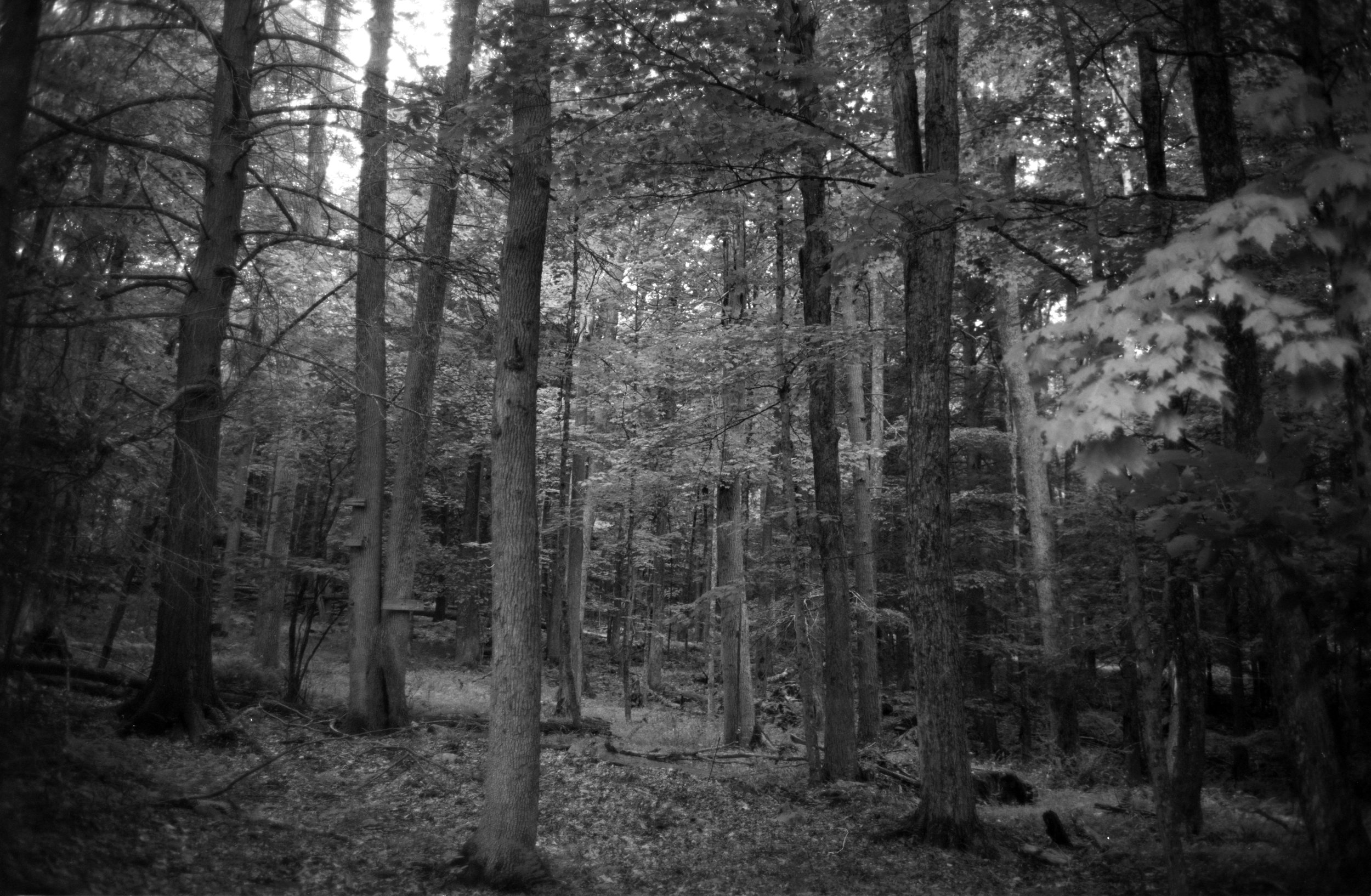 (2021) 35mm. Southern NY