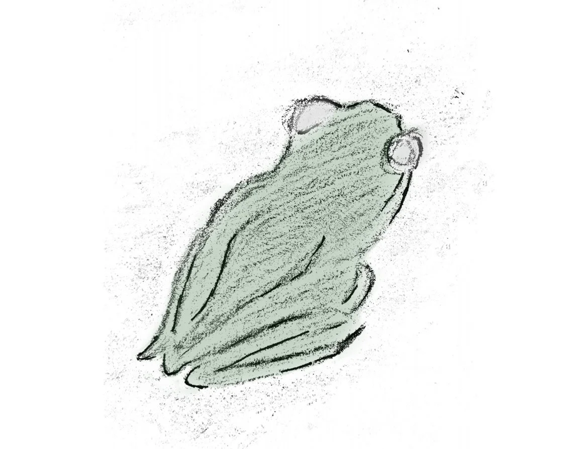 frog edit.jpg