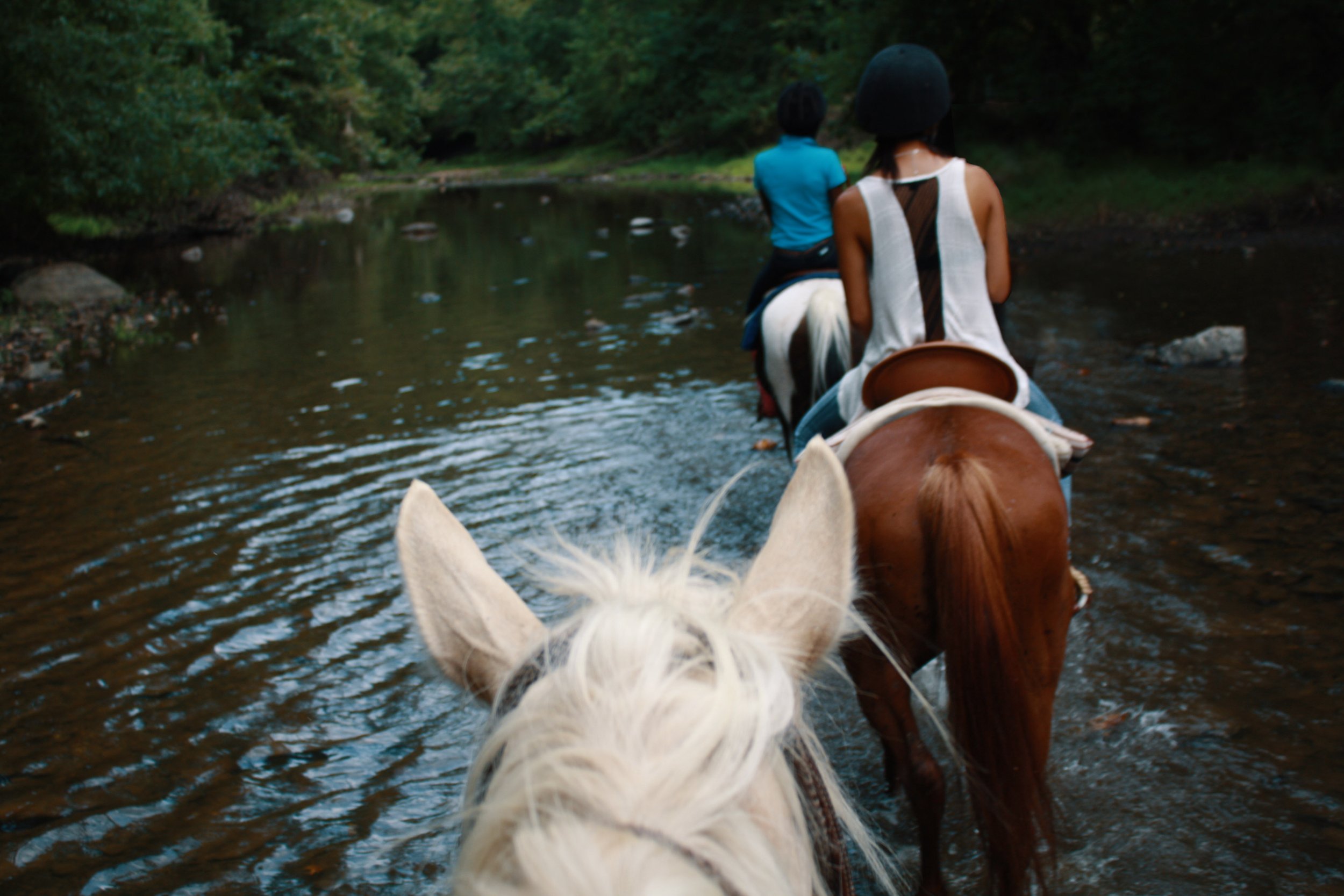 Daisy and her cousin (white horses) horseback riding (Baltimore, MD, 2011)