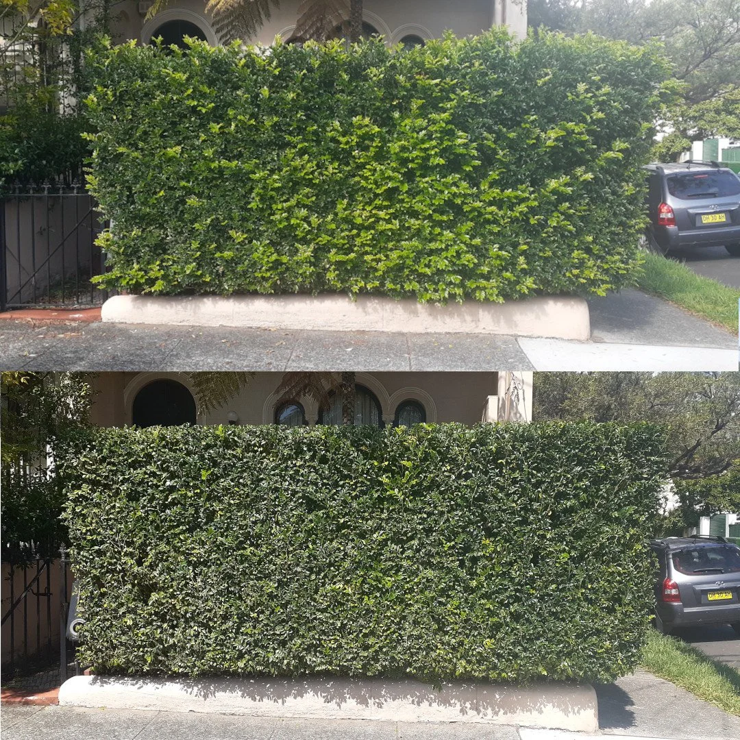 Oscar Front B&Axcf.jpg