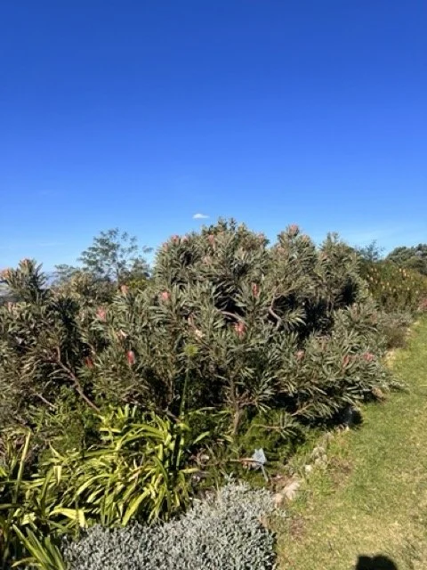 IMG_5747 Medium.jpeg