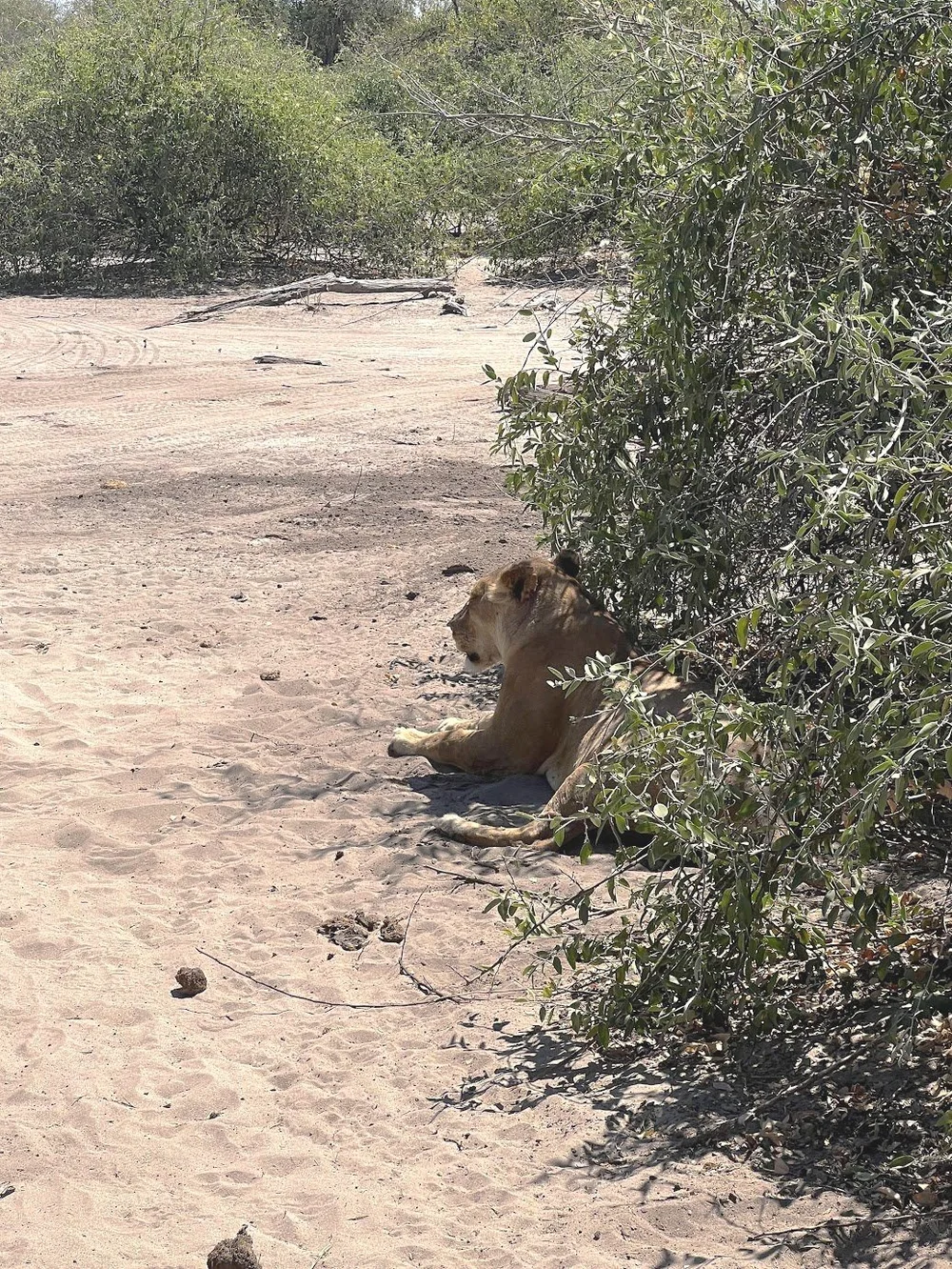 Lion