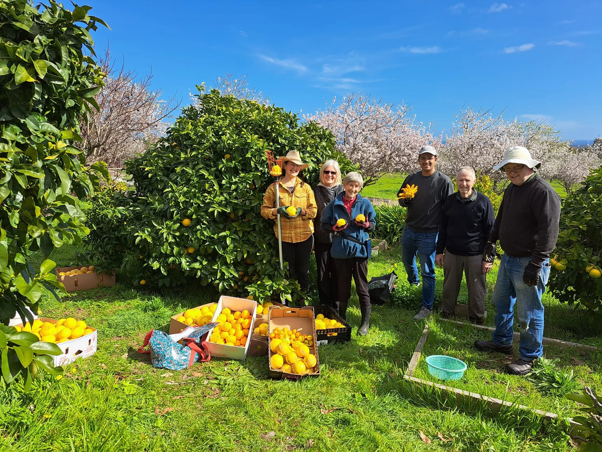 From seed to harvest: 18 months of Fruit Share Adelaide