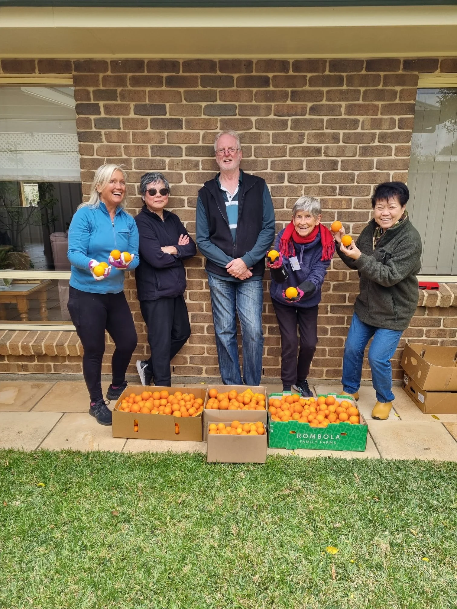 Mandarin Harvest in McLaren Vale