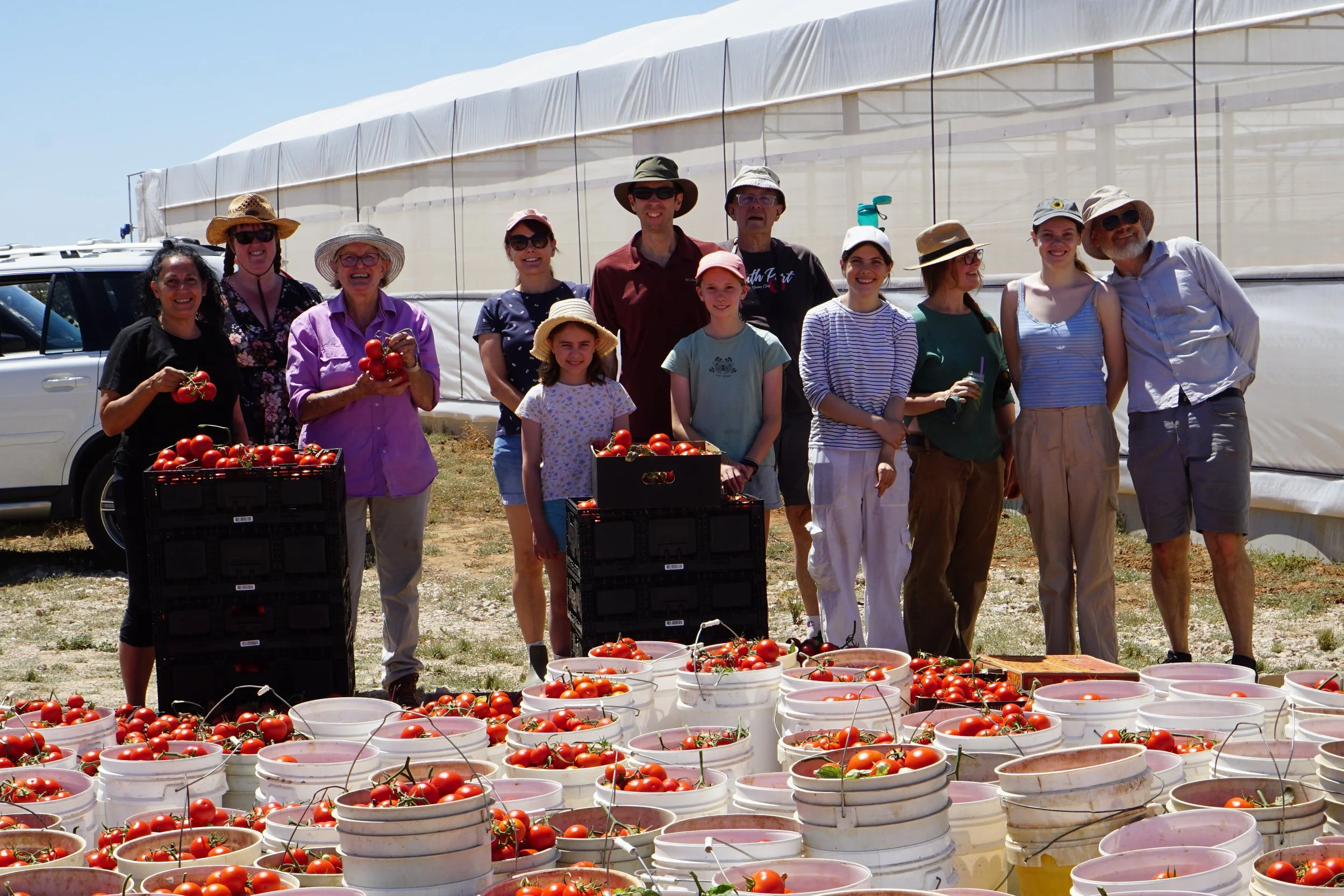 Two Wells Tomato Harvest