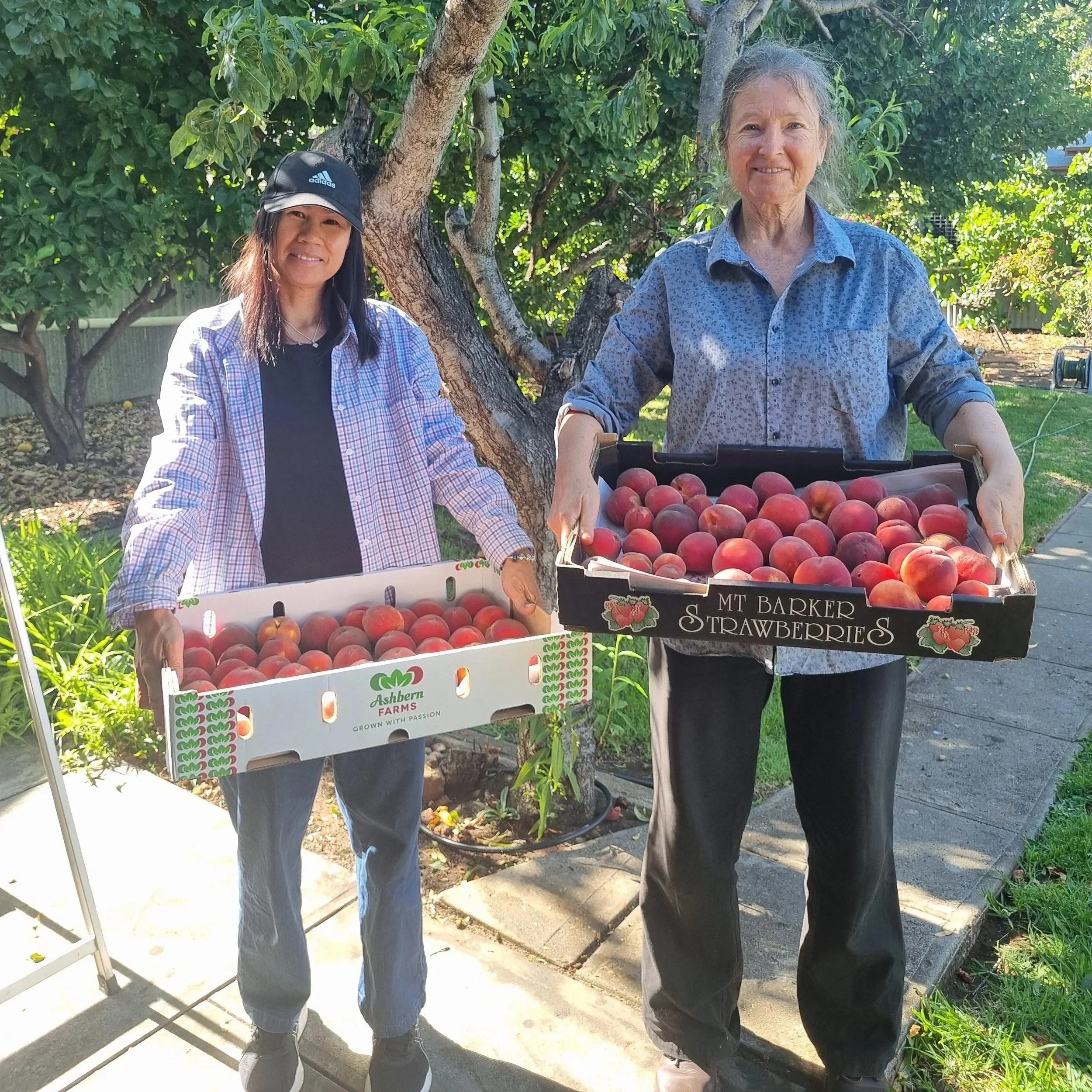 Caring for stone fruit trees
