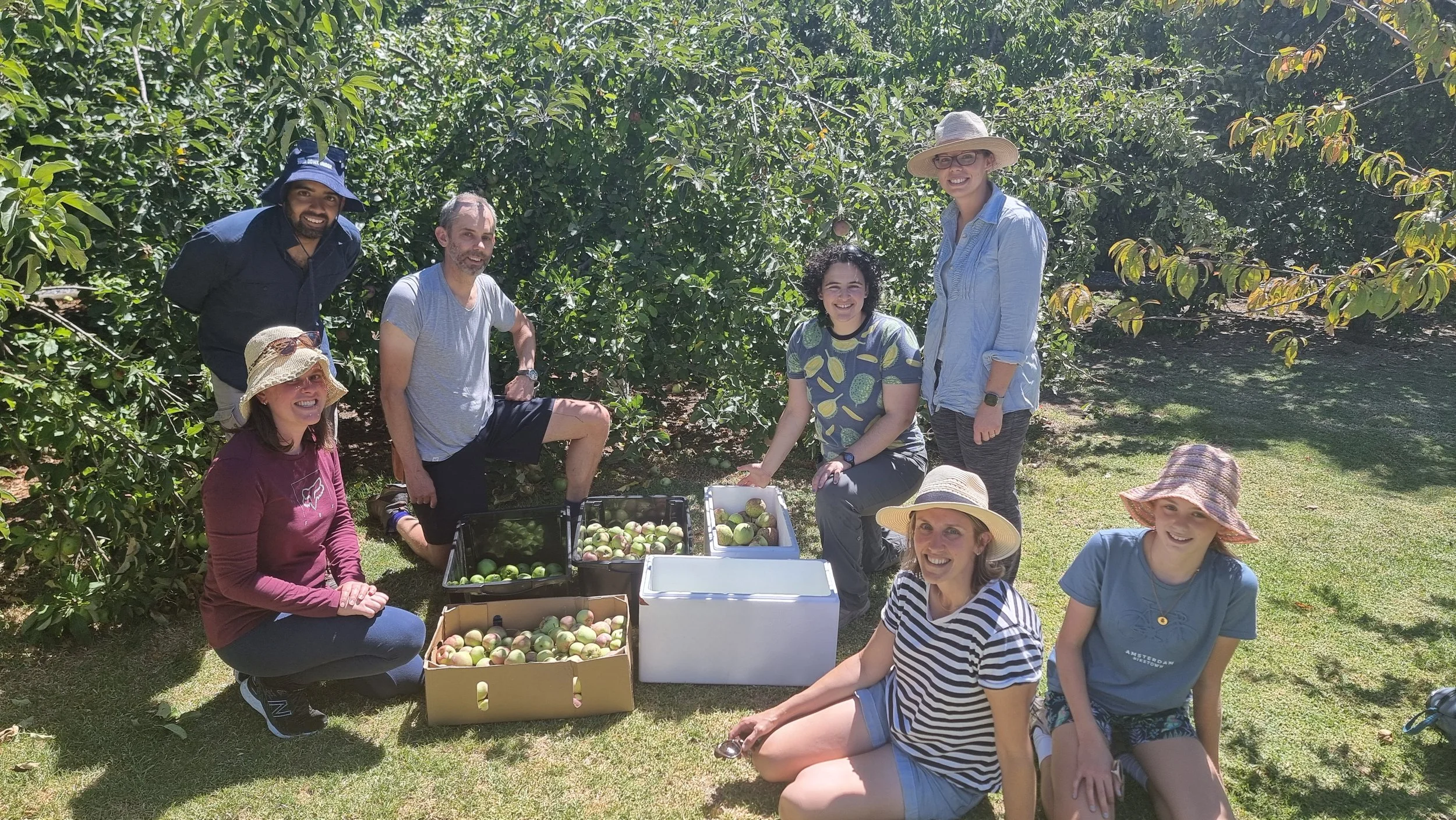 Charleston Apple & Plum Harvest