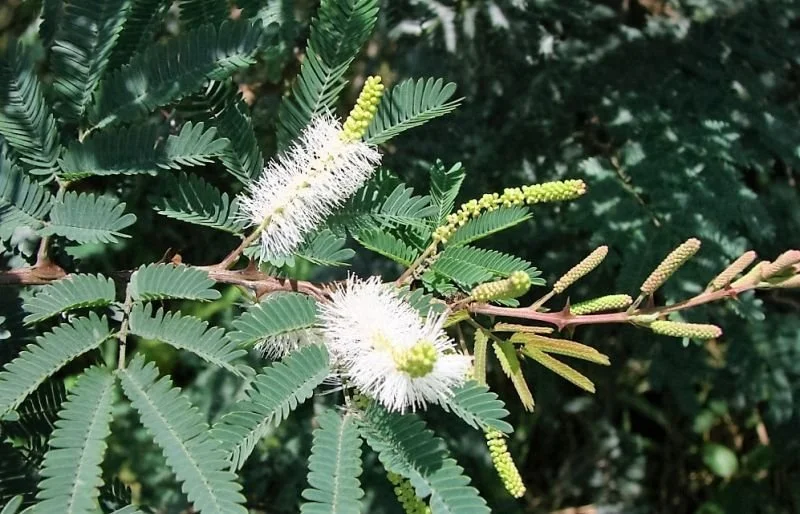 Tepezcohuite: Experiences with "Little Grandfather"