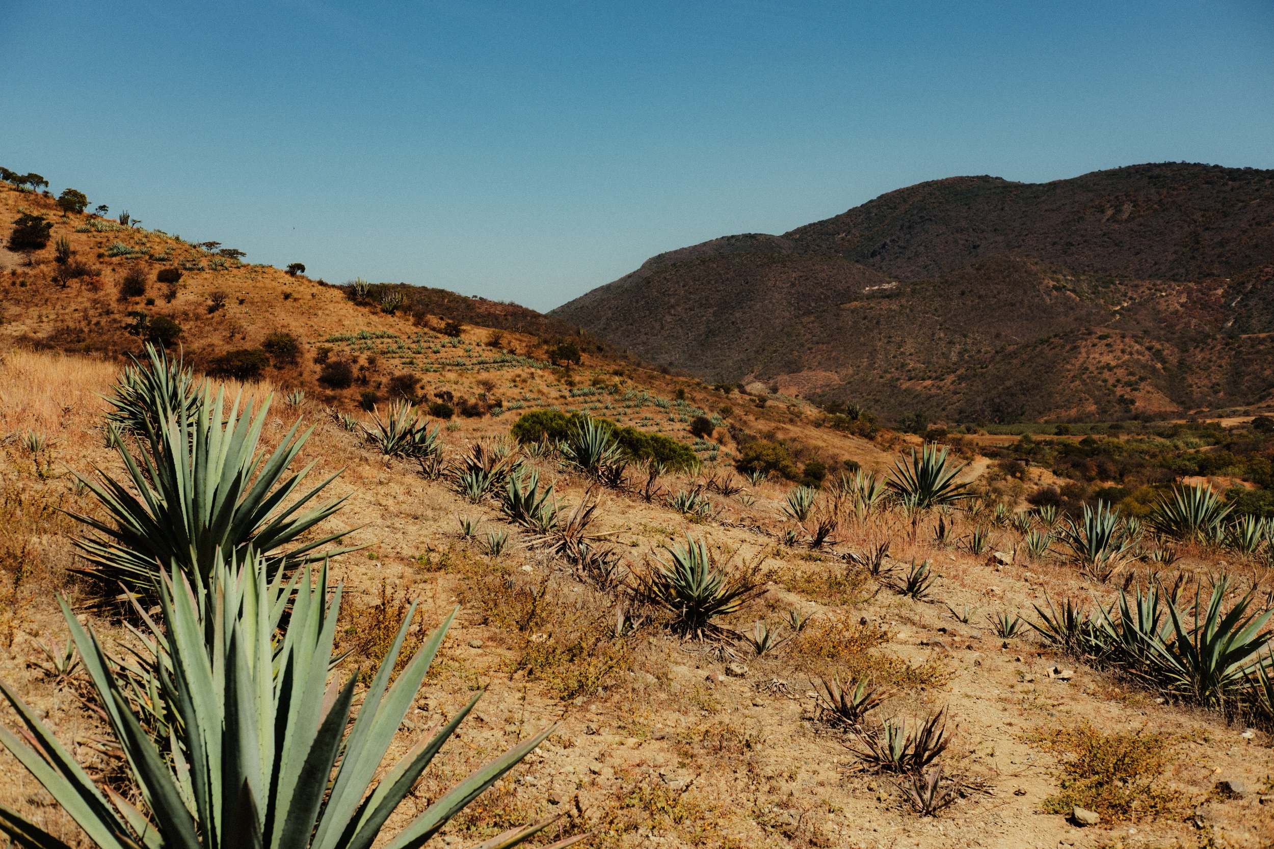 260103_MEZCAL-CONVITE_064.jpg