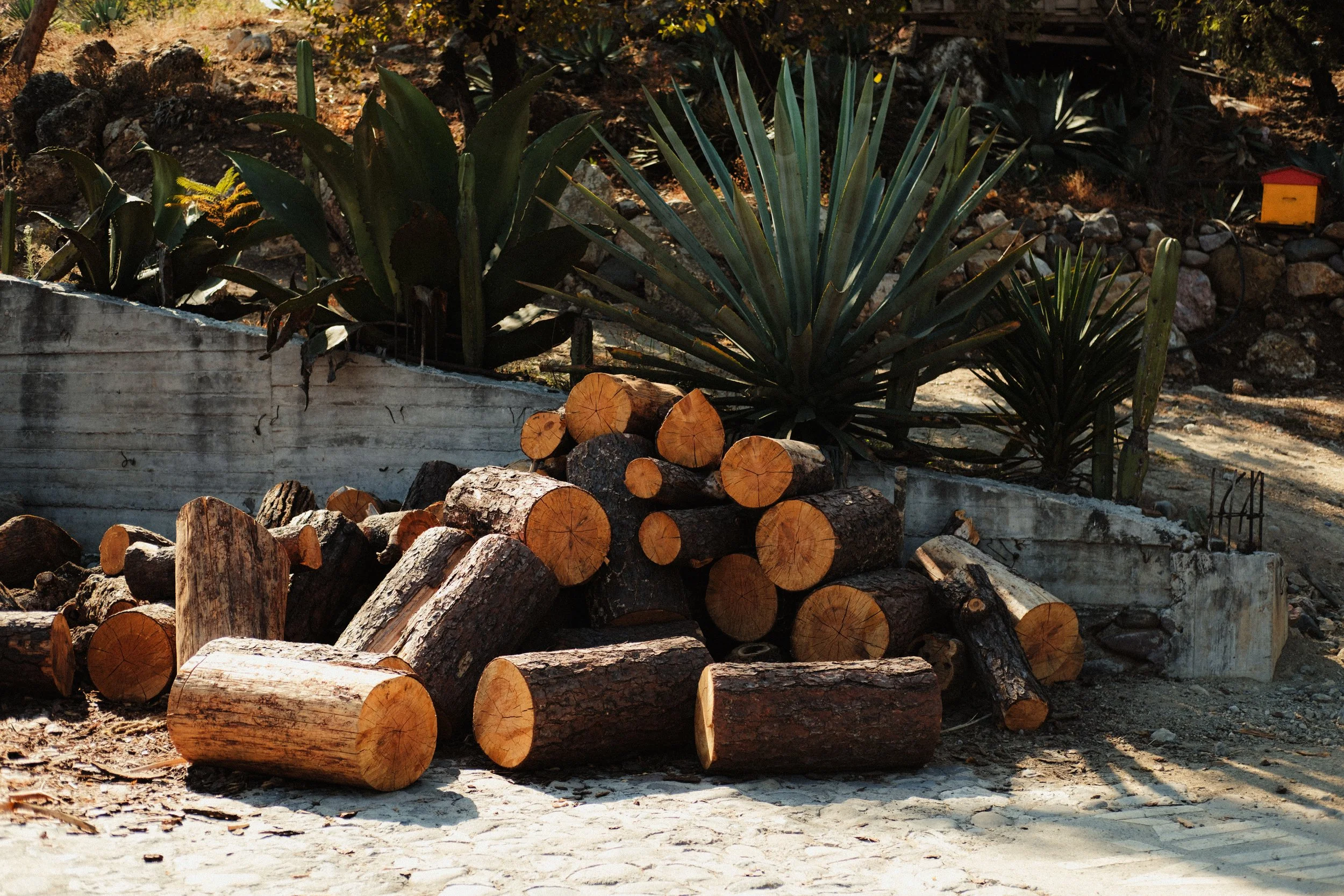 260103_MEZCAL-CONVITE_0152.jpg
