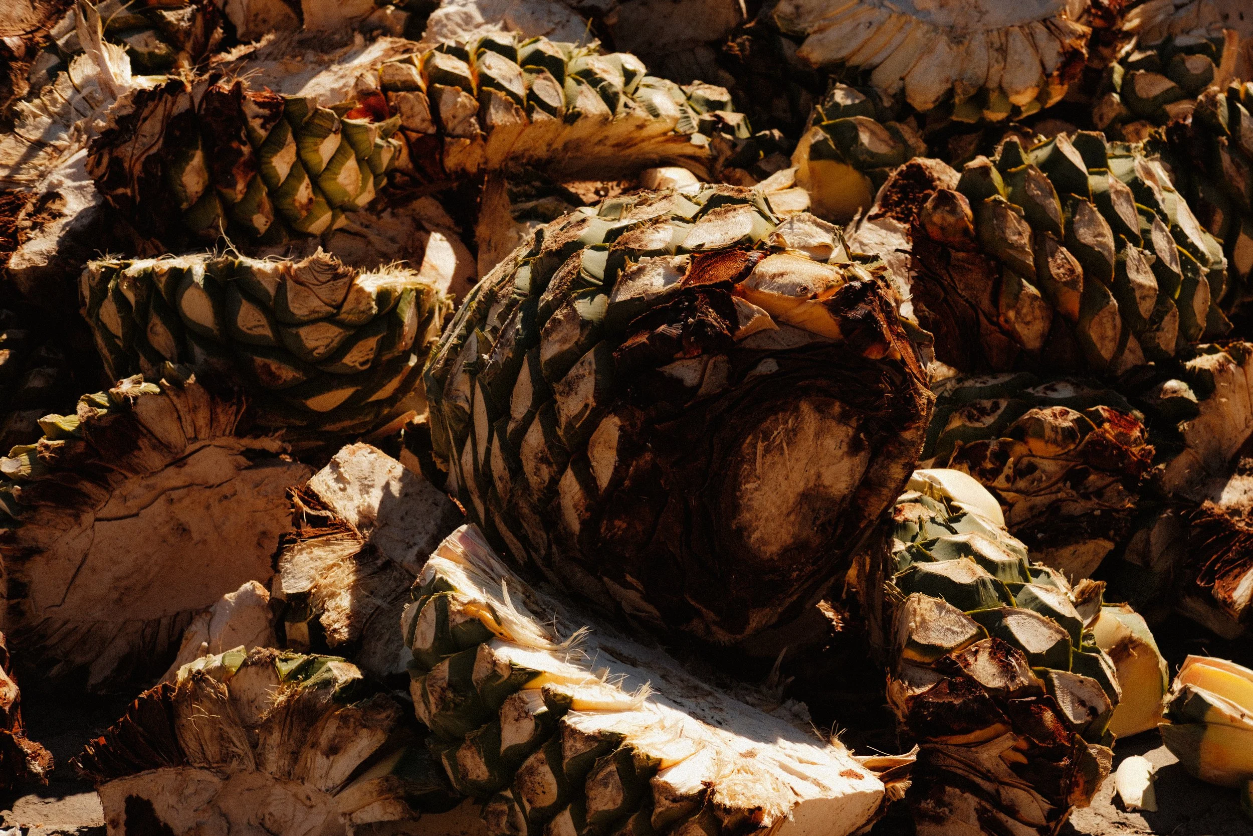 260103_MEZCAL-CONVITE_018.jpg