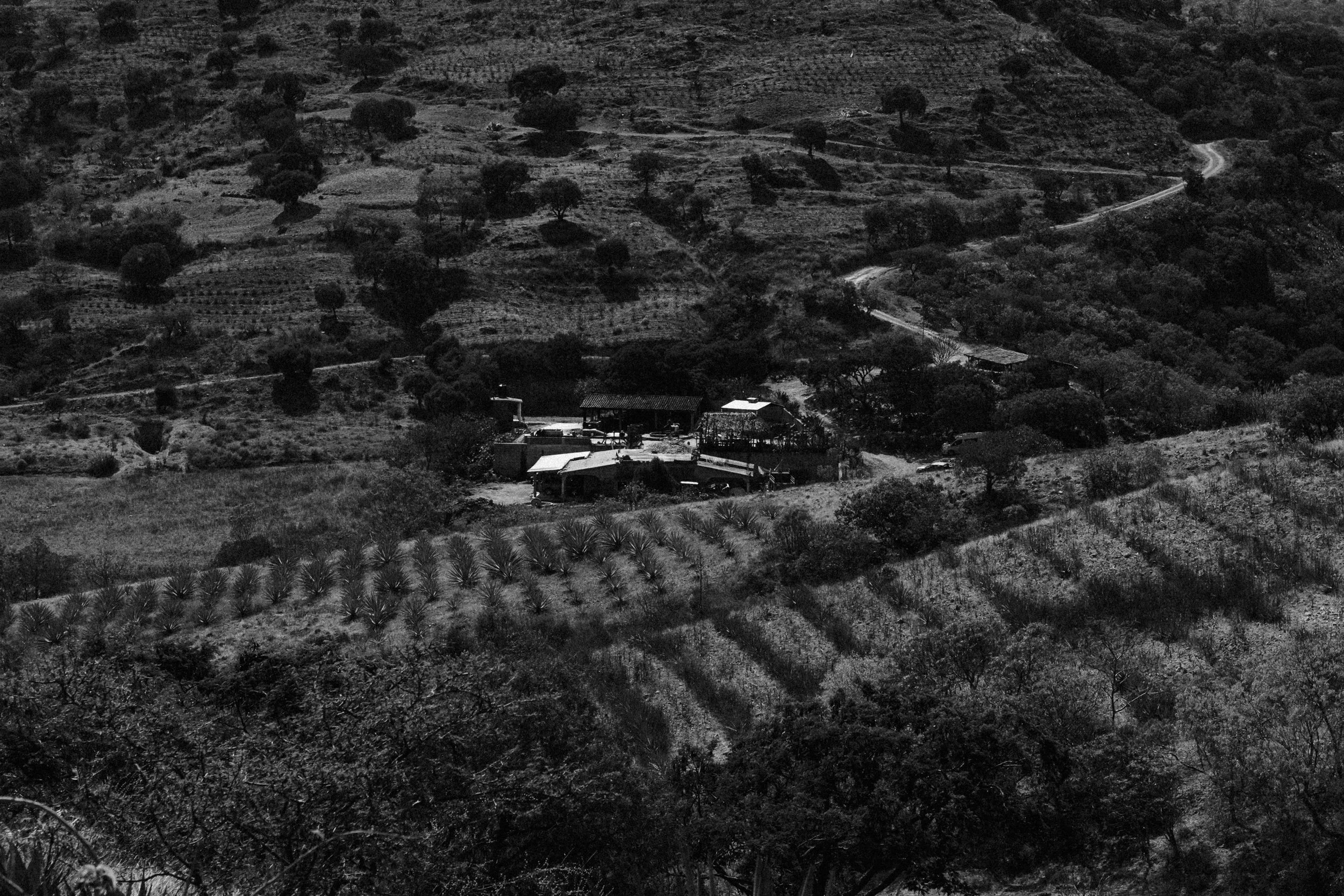 260103_MEZCAL-CONVITE_0119.jpg