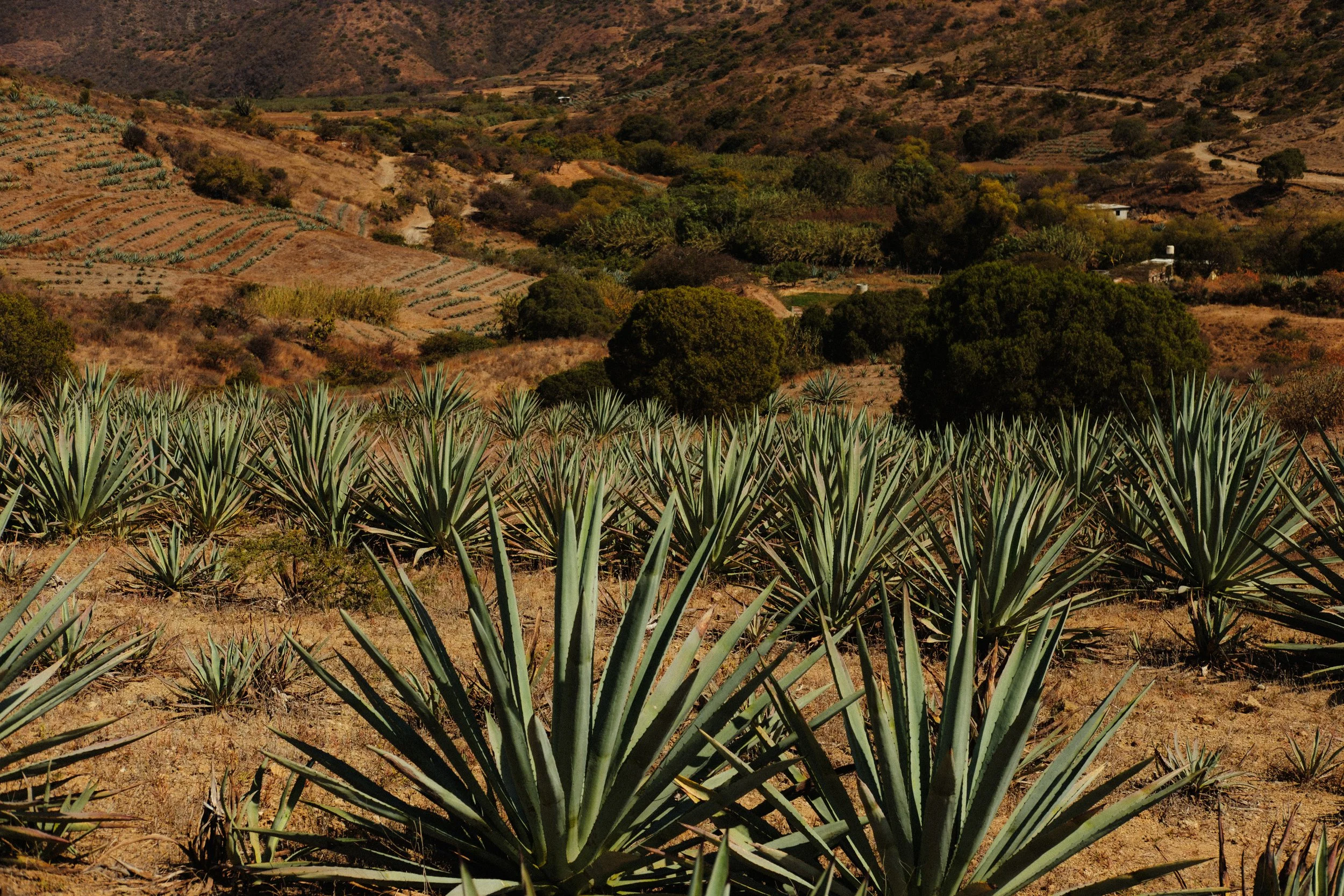 260103_MEZCAL-CONVITE_078.jpg