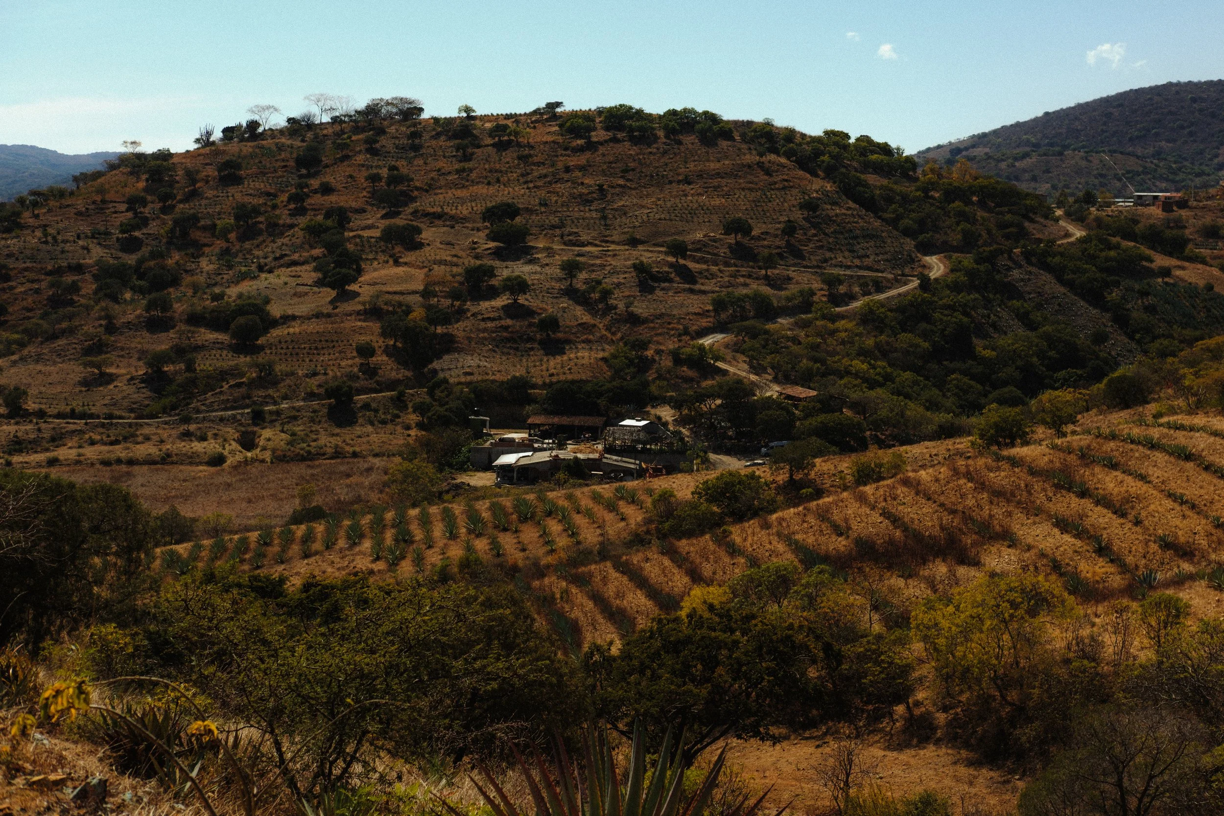 260103_MEZCAL-CONVITE_0118.jpg