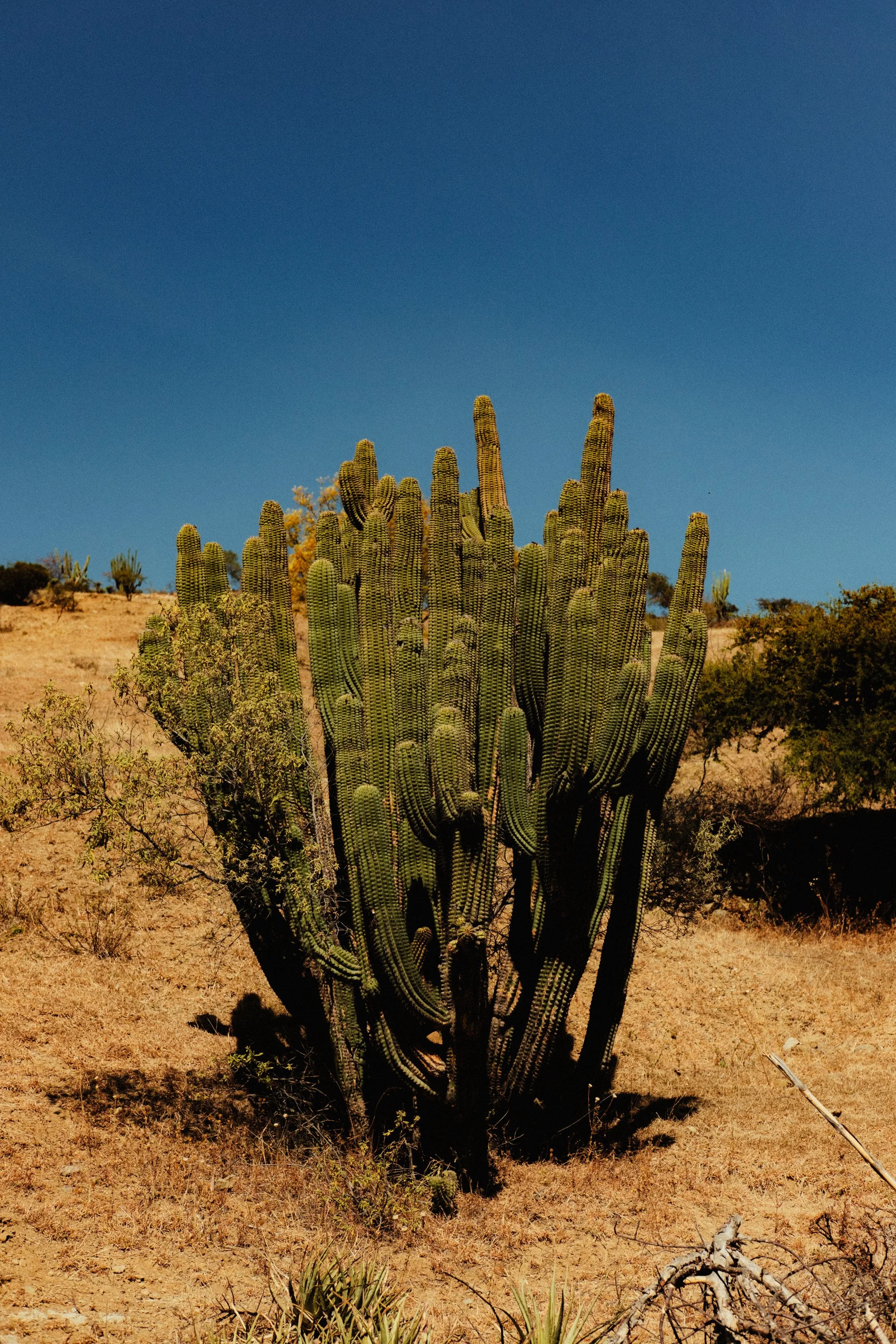 260103_MEZCAL-CONVITE_058.jpg