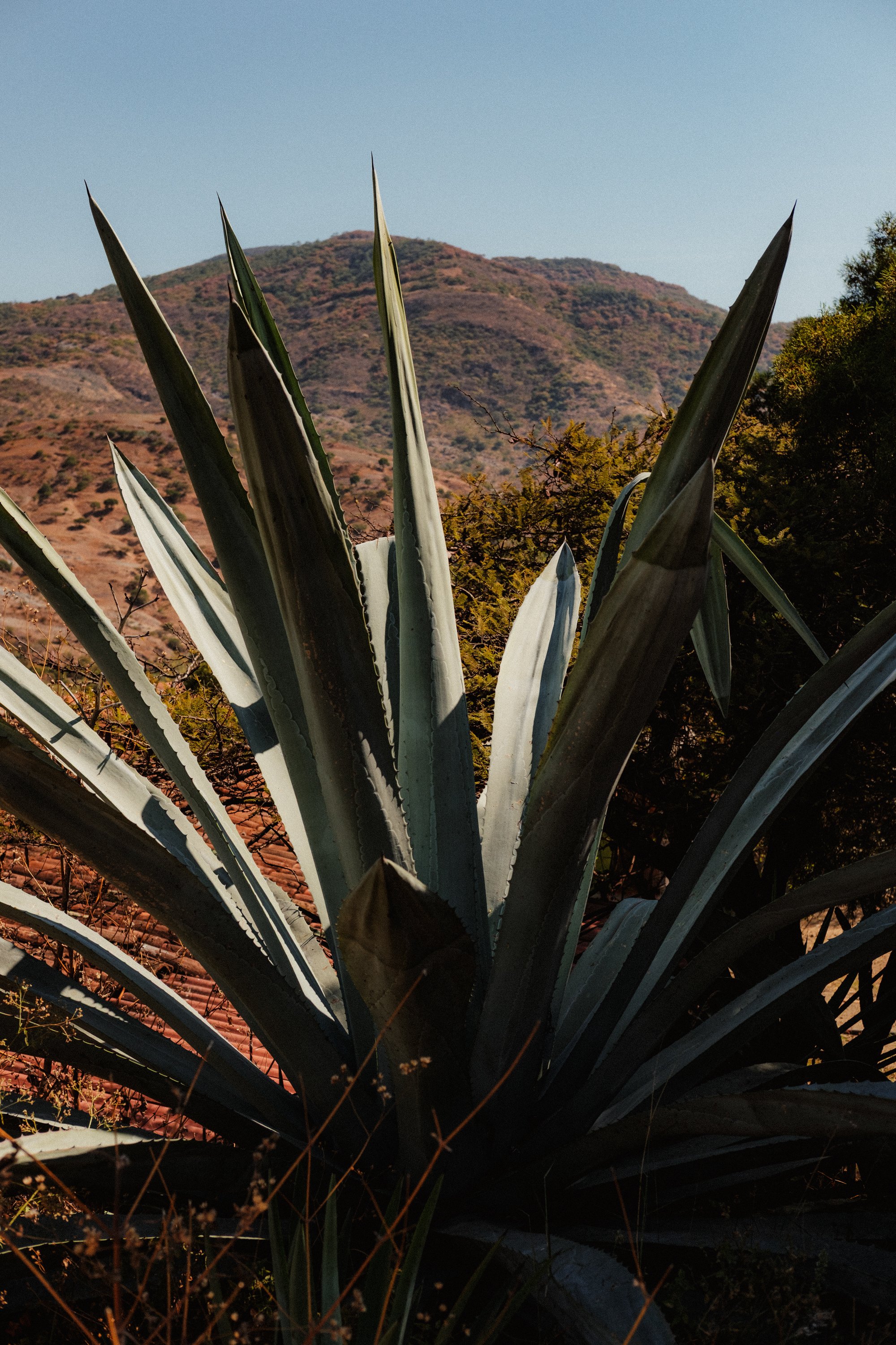 260103_MEZCAL-CONVITE_032.jpg