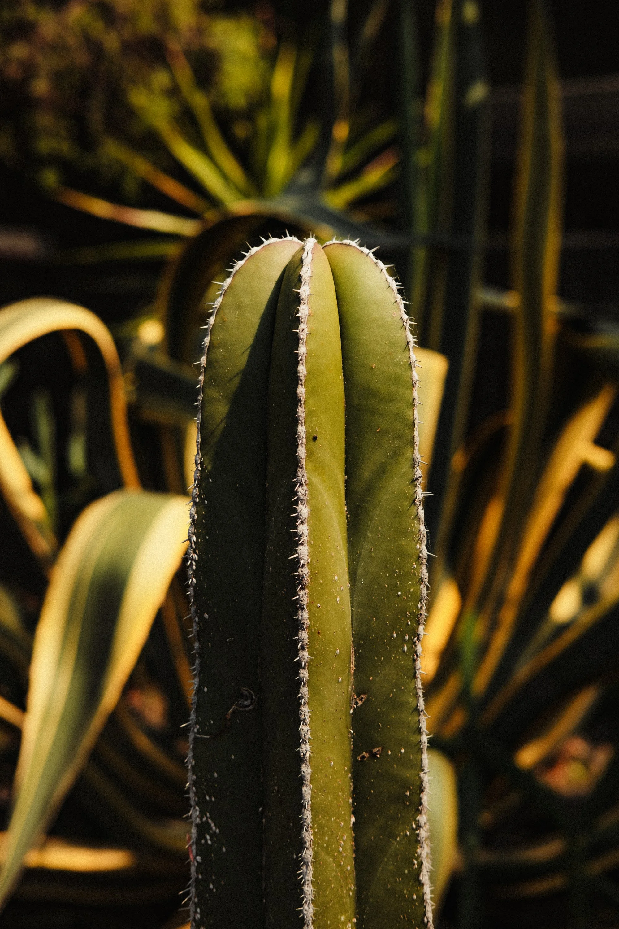 260110_CDMX-MUSEO-ANAHUACALLI_04.jpg