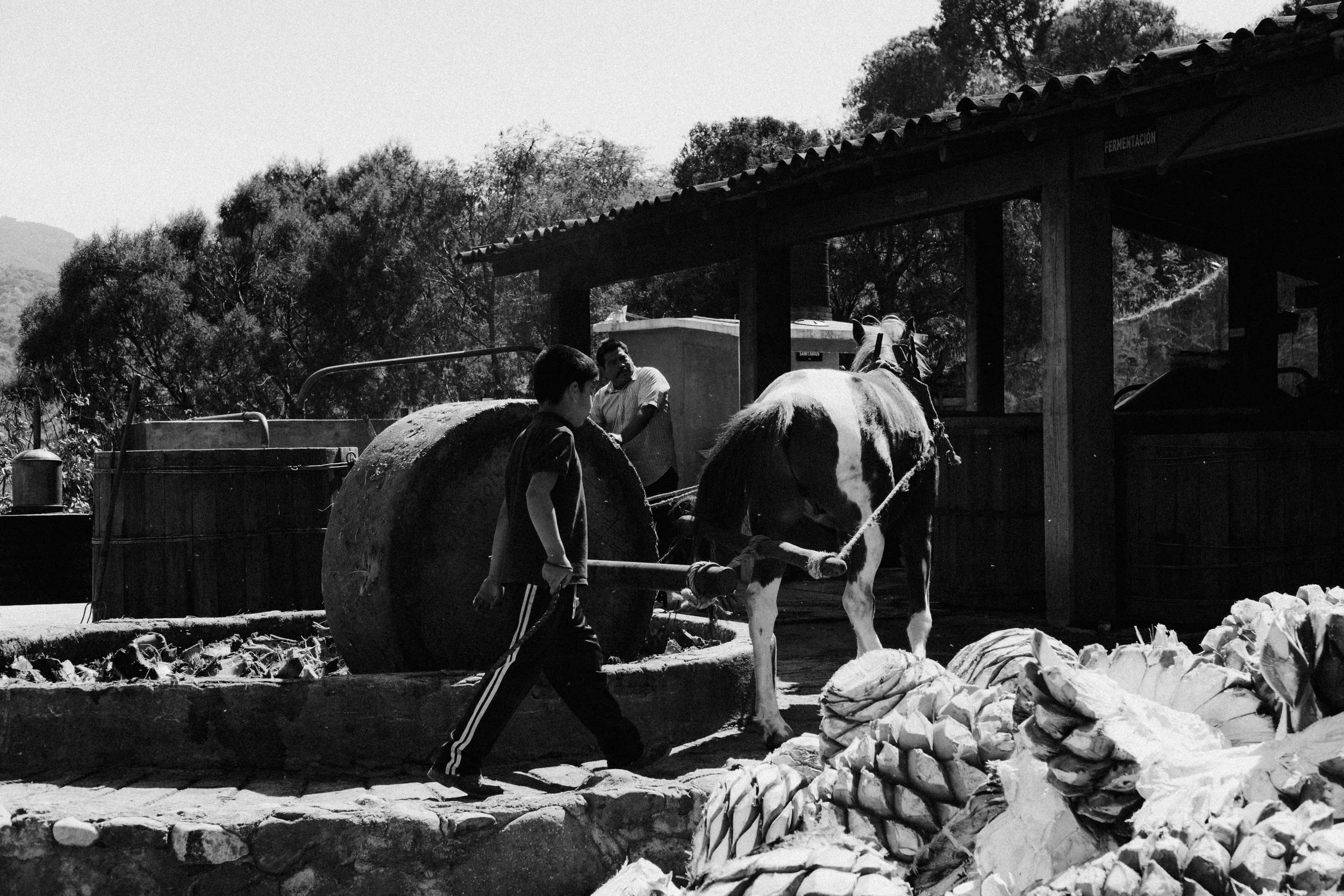 260103_MEZCAL-CONVITE_033.jpg