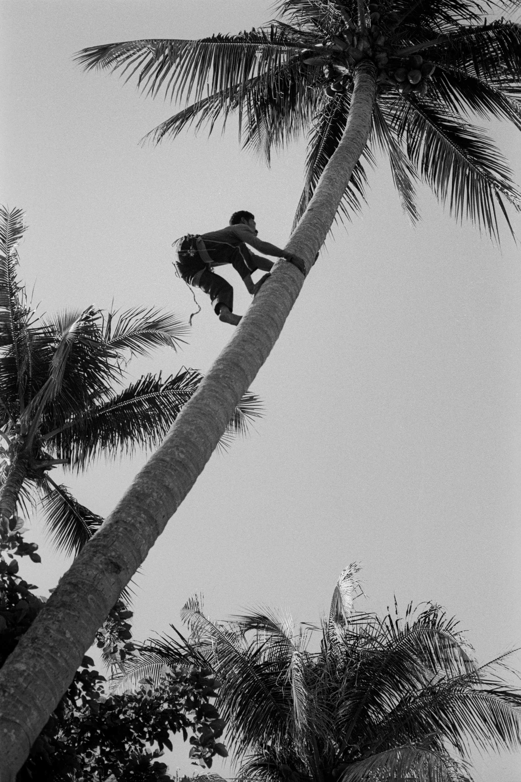 Climber-palm.jpg