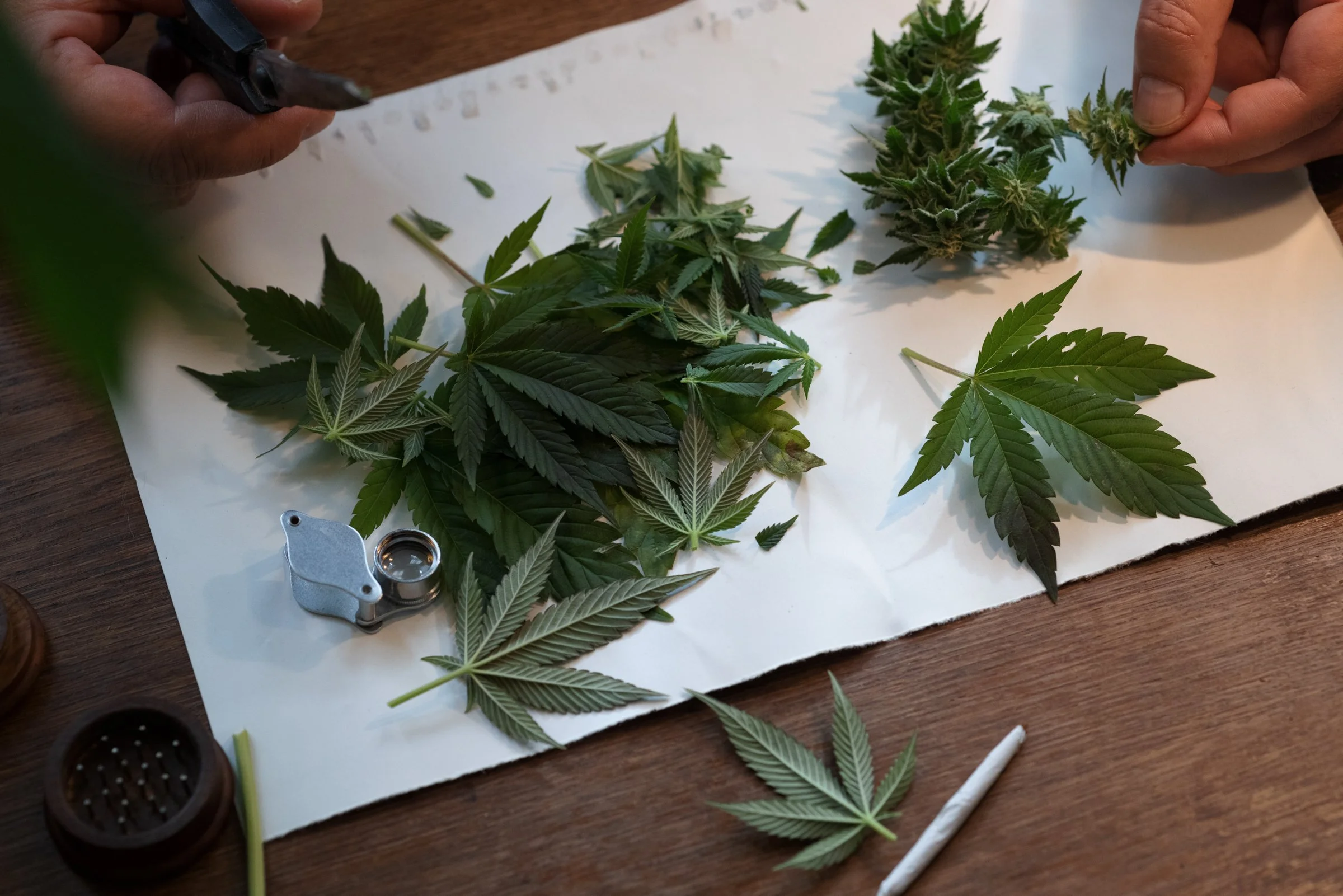 Hands handling cannabis plants and trimming tools on a white sheet with cannabis leaves and buds, cannabis grinder, and scissors.