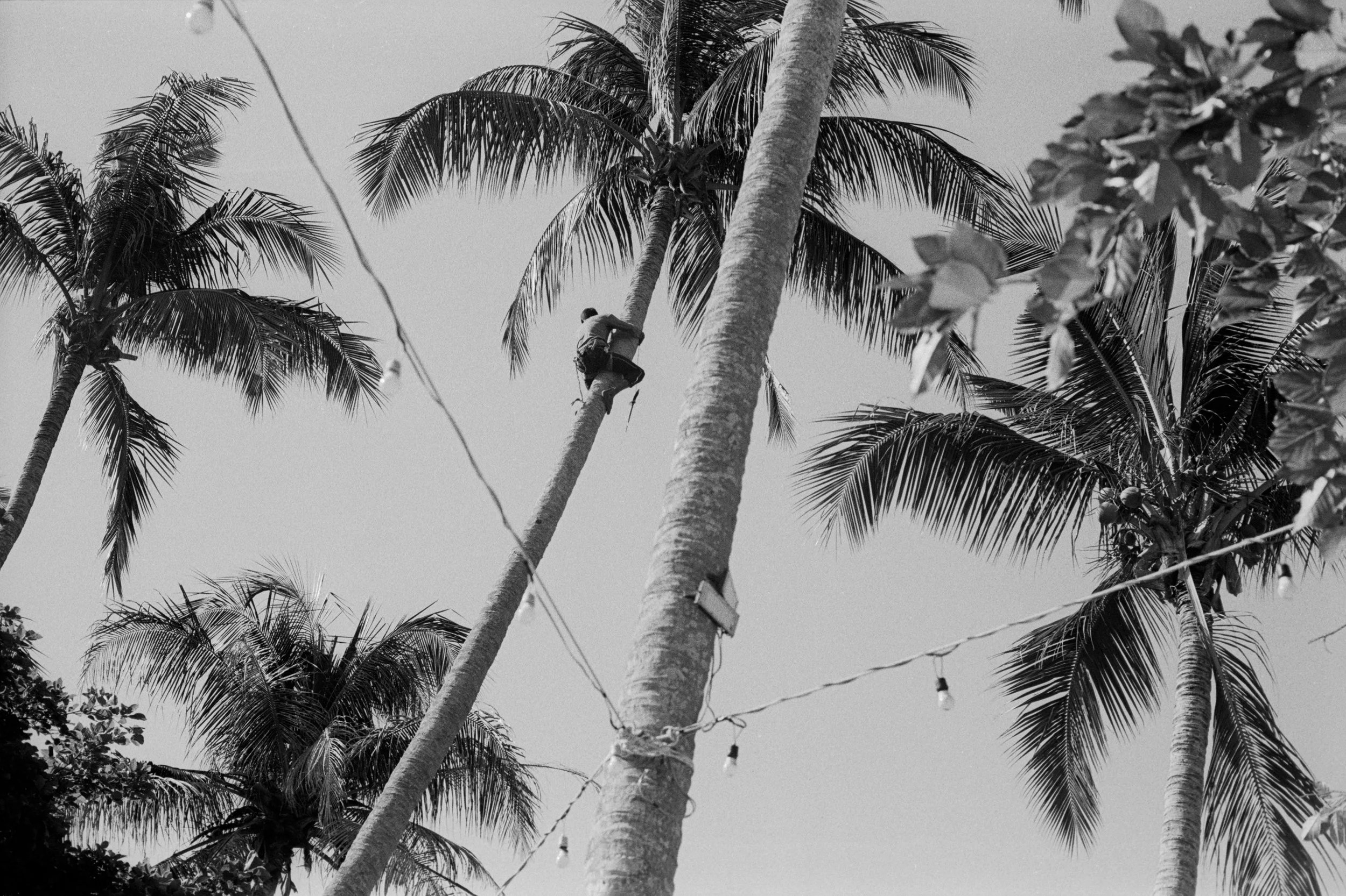 coconut-horizontal.jpg