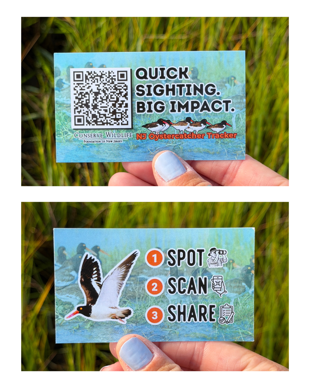 Oystercatcher Survey.png