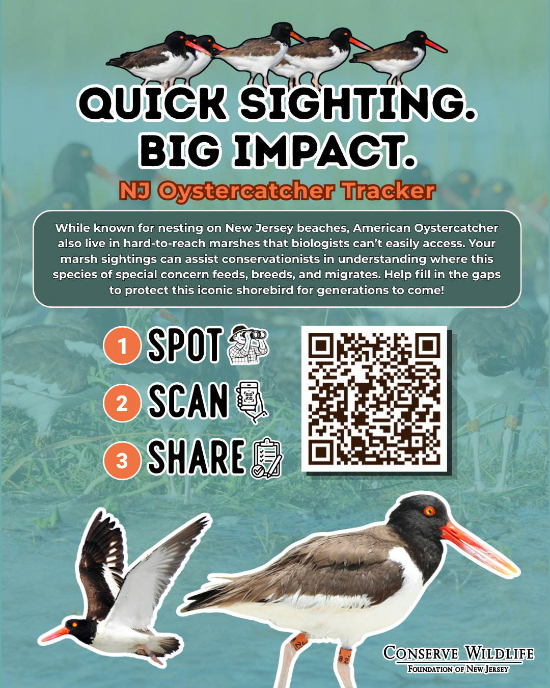 Instagram NJ Oystercatcher Tracker.png