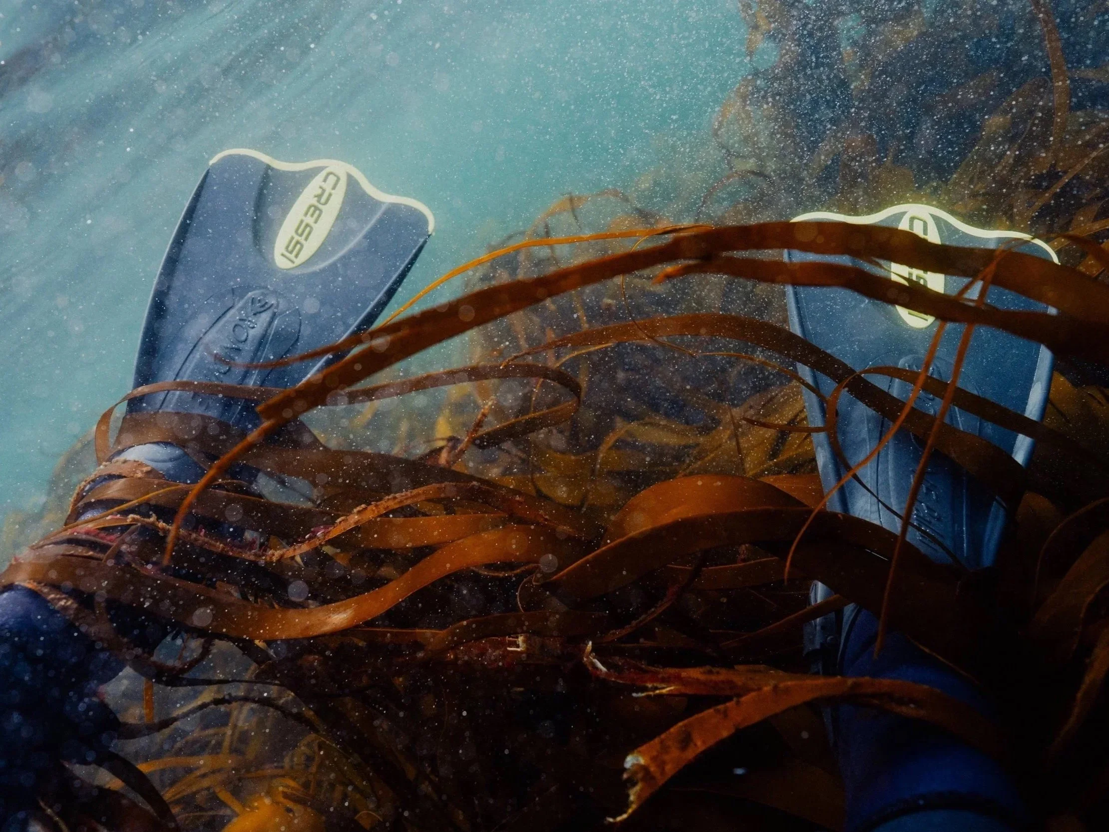 Swim &amp; Snorkel the Farne Islands