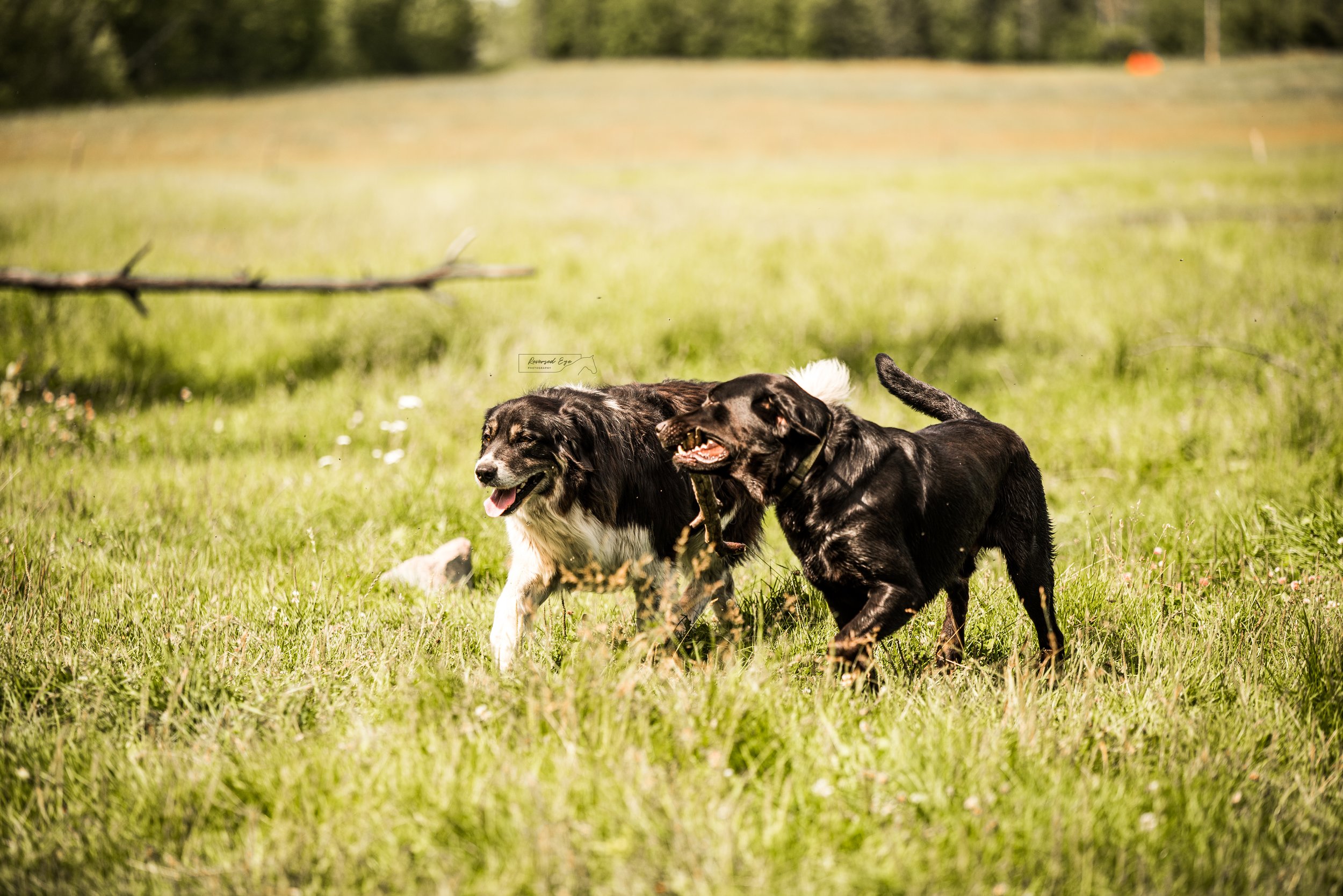 DSC_5304-Edit.jpg