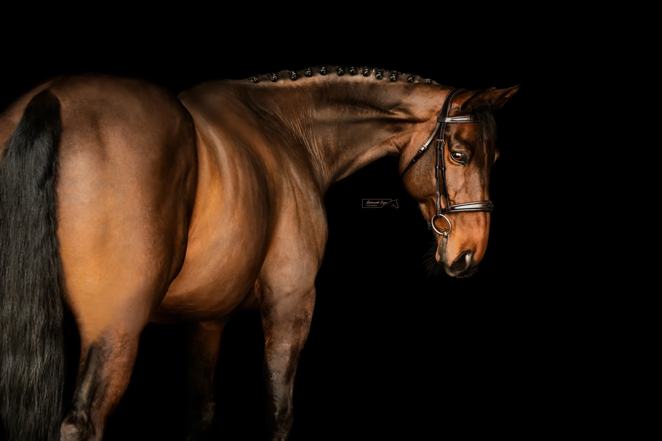 Fine Art Equine Portraits At Southbrook Farms By Calgary Equine 