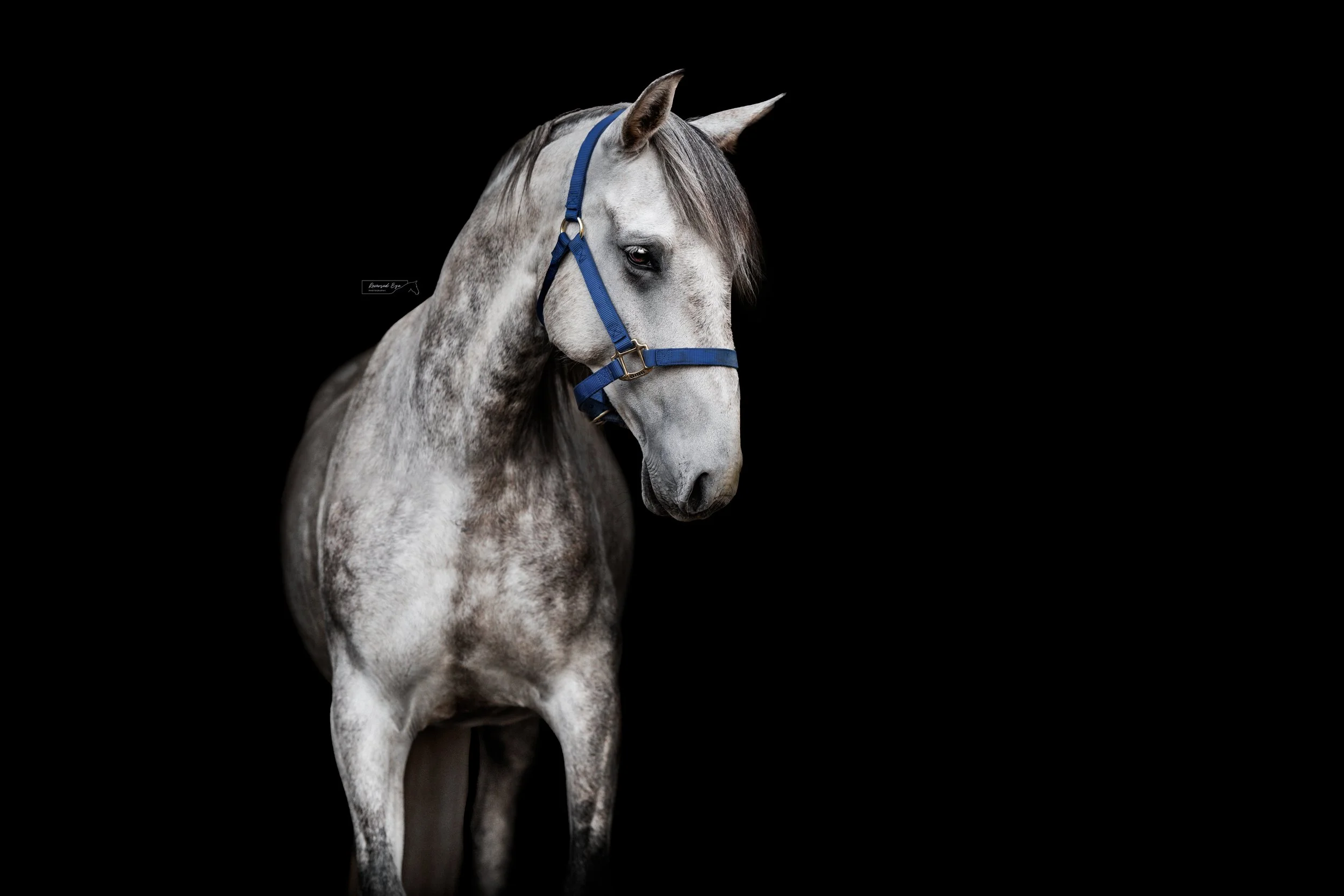 DSC_3868-Edit-Edit.jpg
