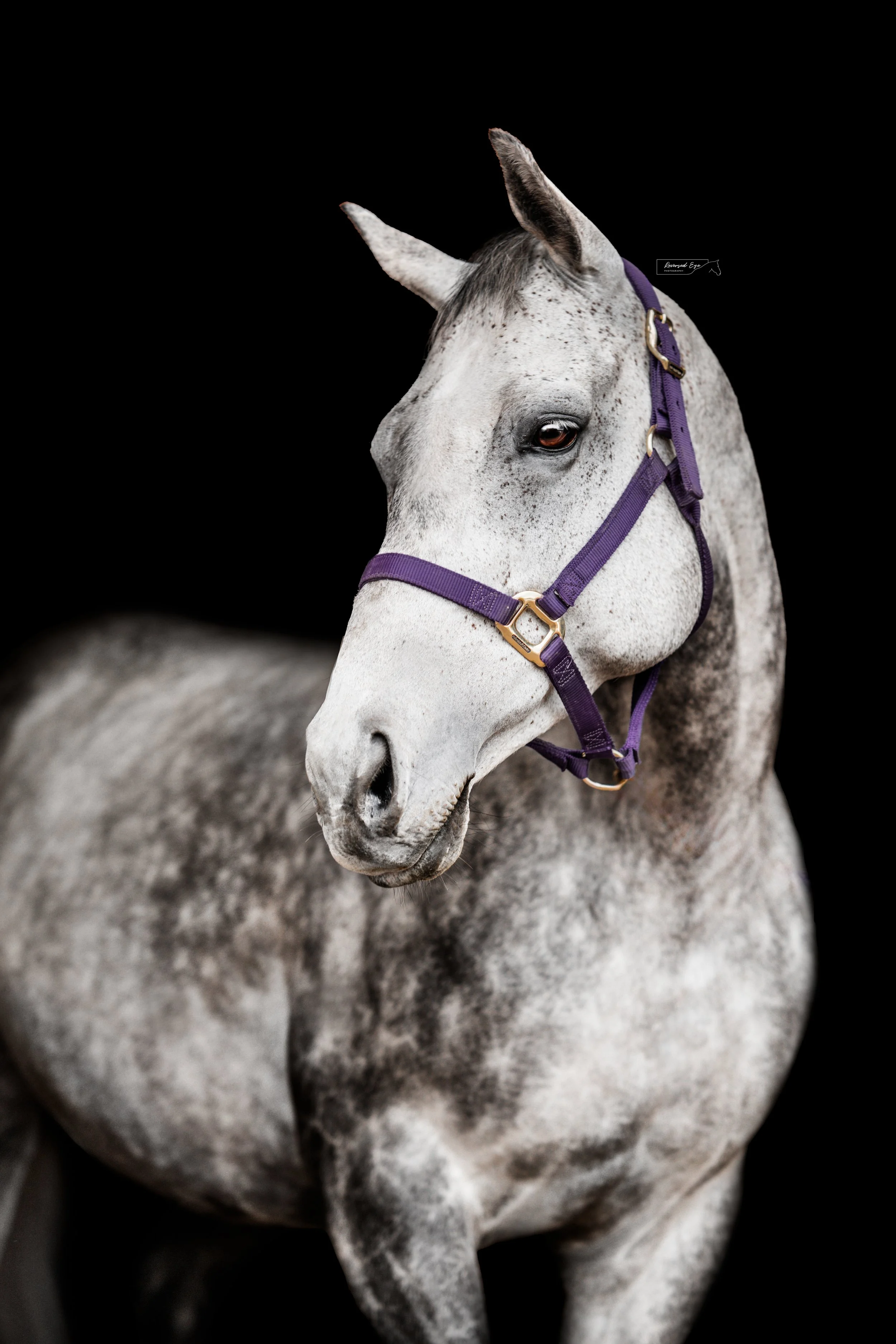 DSC_3776-Edit-Edit.jpg