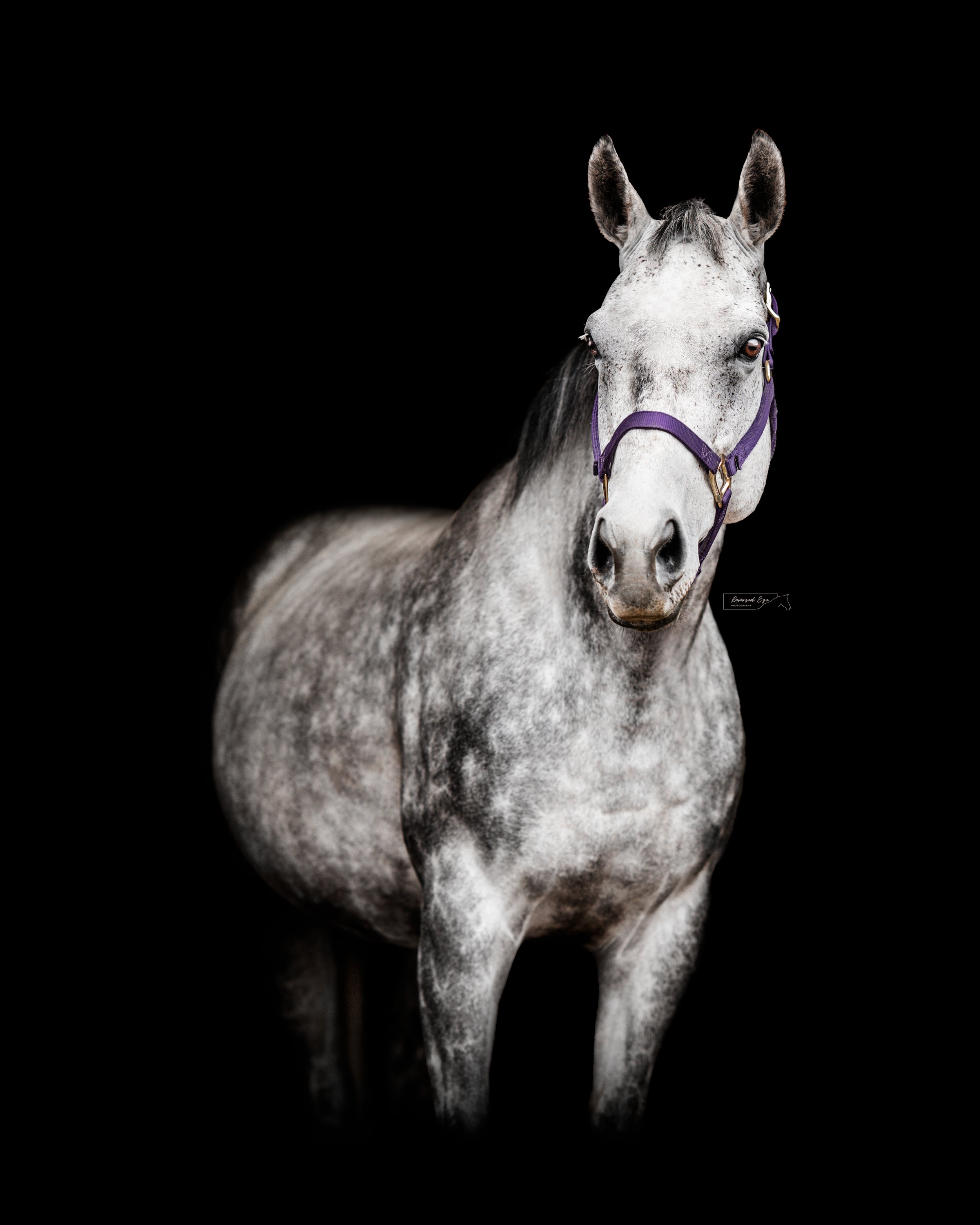 DSC_3729-Edit-Edit.jpg