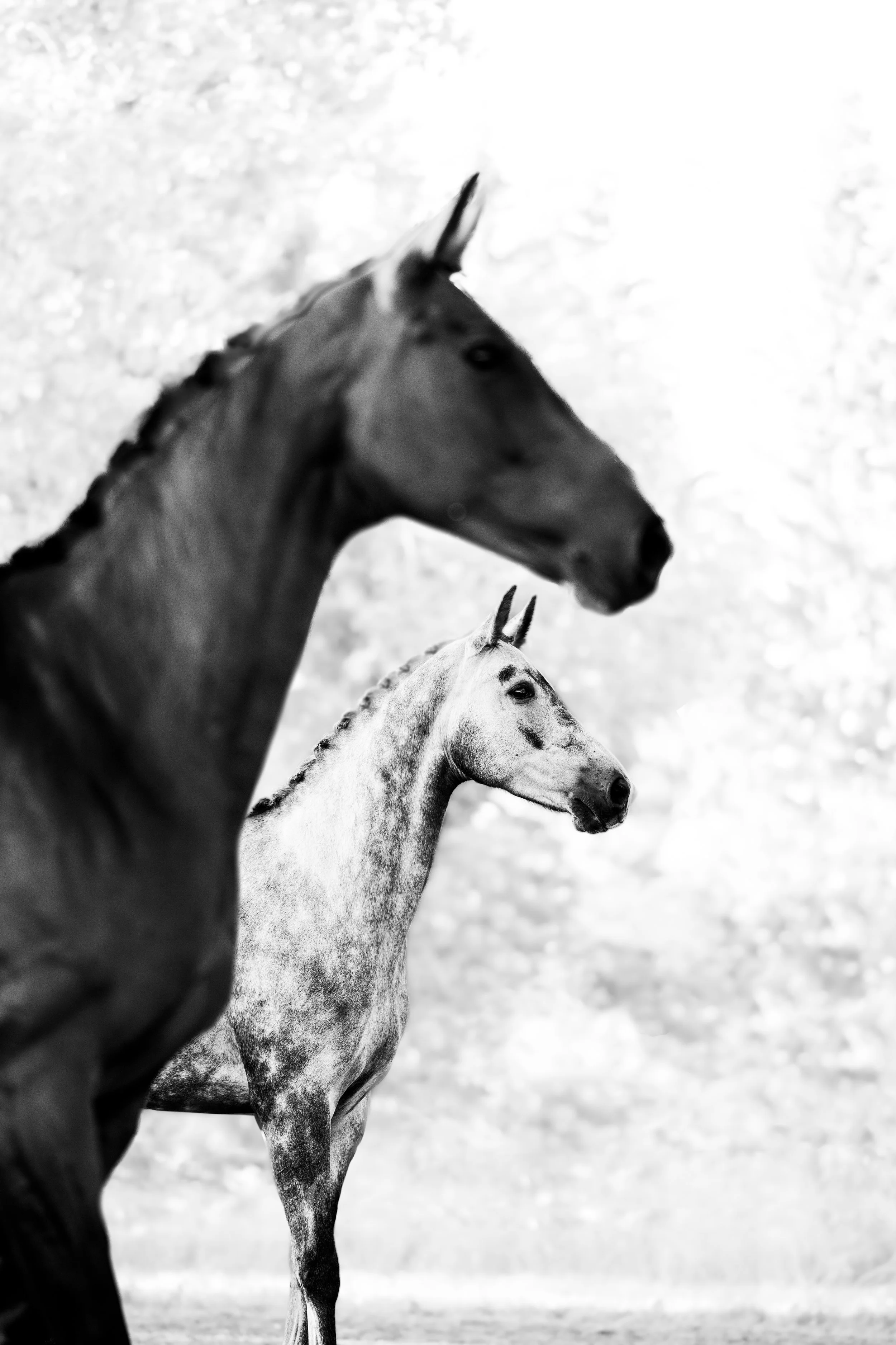 DSC_6323-Edit.jpg