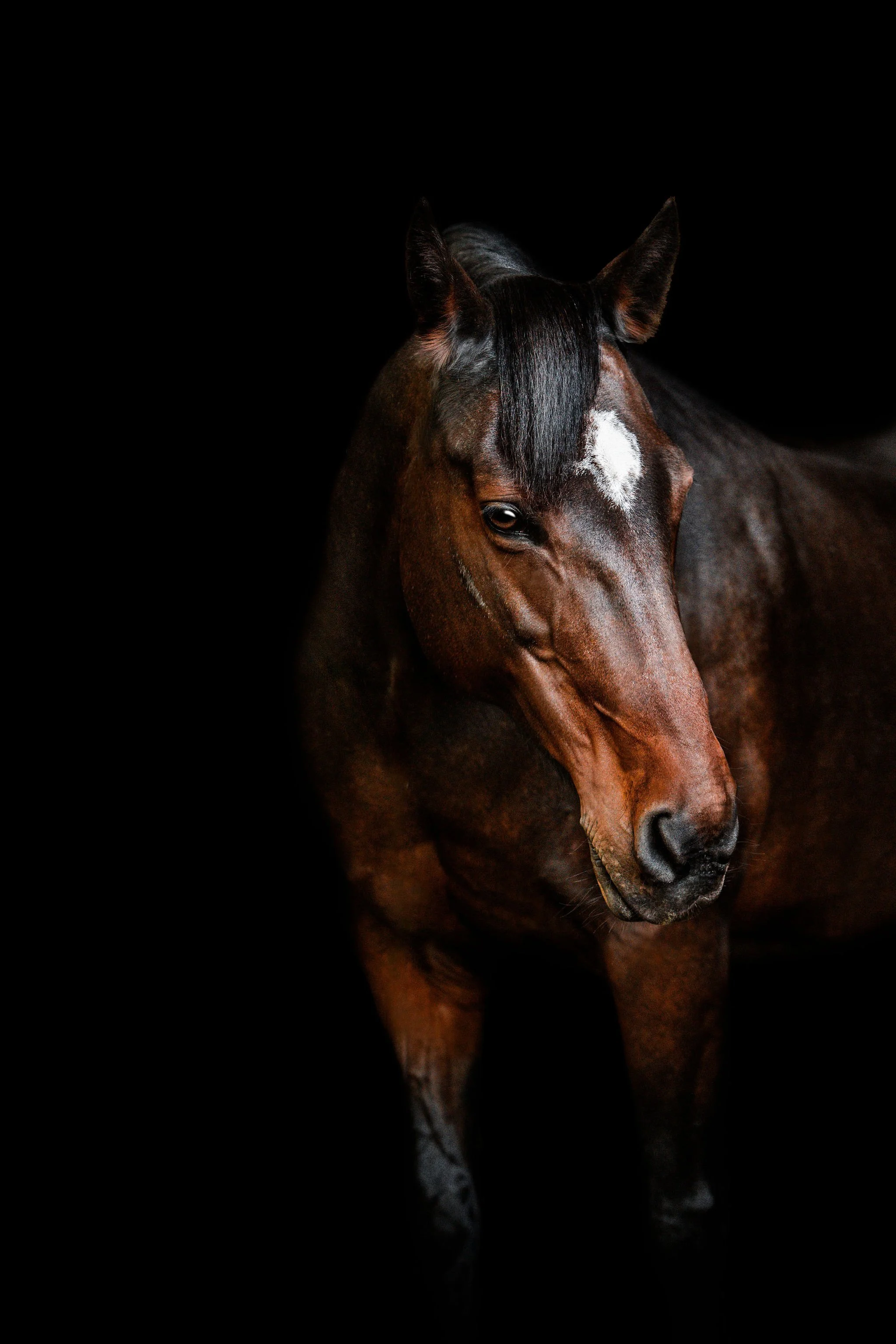 Ginger | Parkland County, Alberta | Black Background Portraits by Alberta Equestrian Photographer