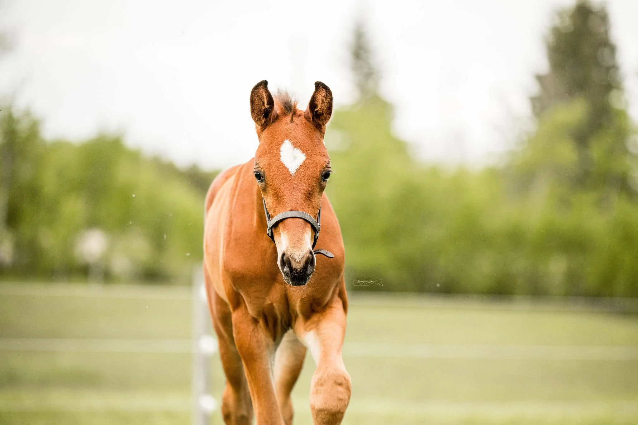 Alberta Equine Photographer