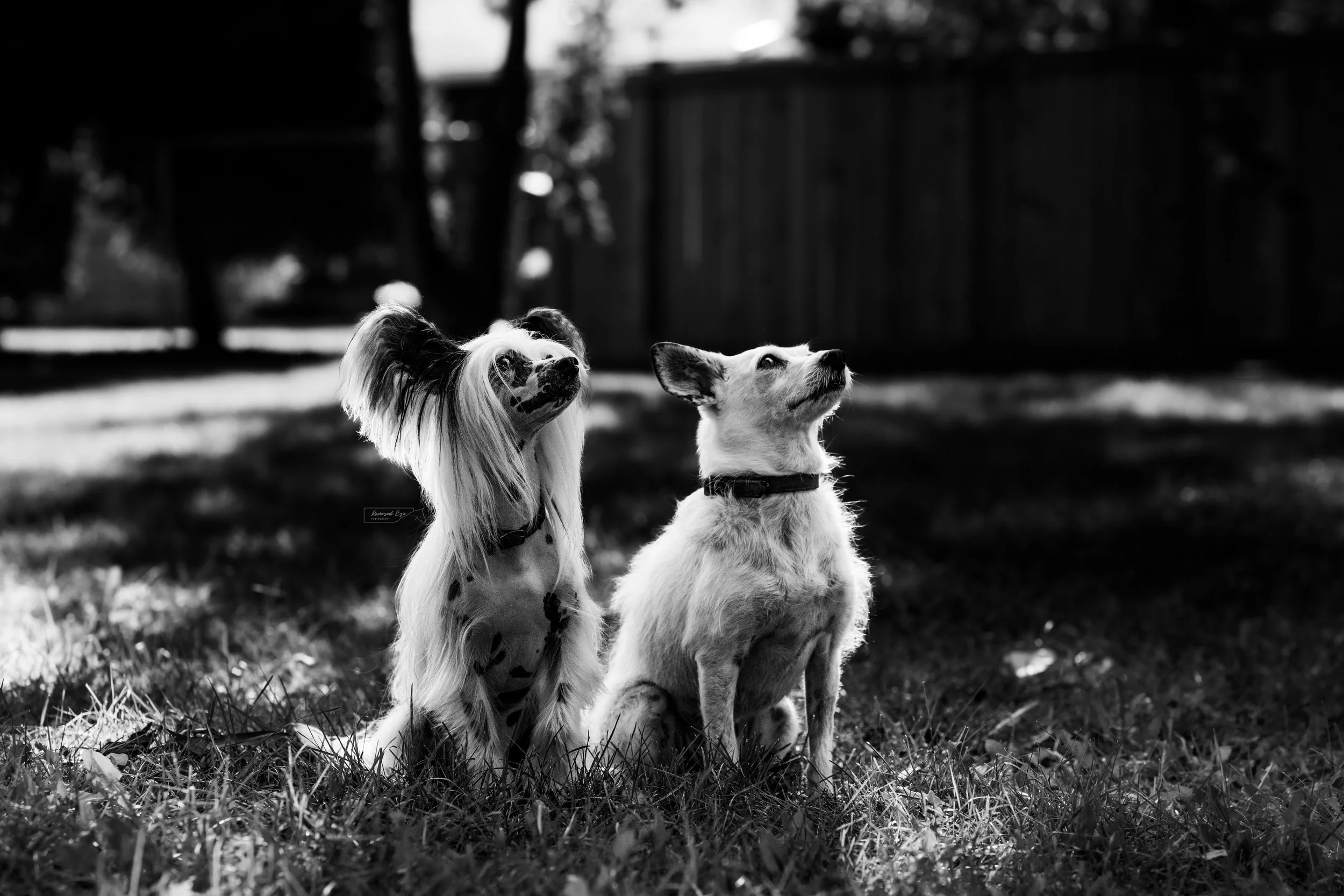 Jackie &amp; Pippin | Edmonton, Alberta | Autumn Canine Portraits by Alberta Canine Photographer