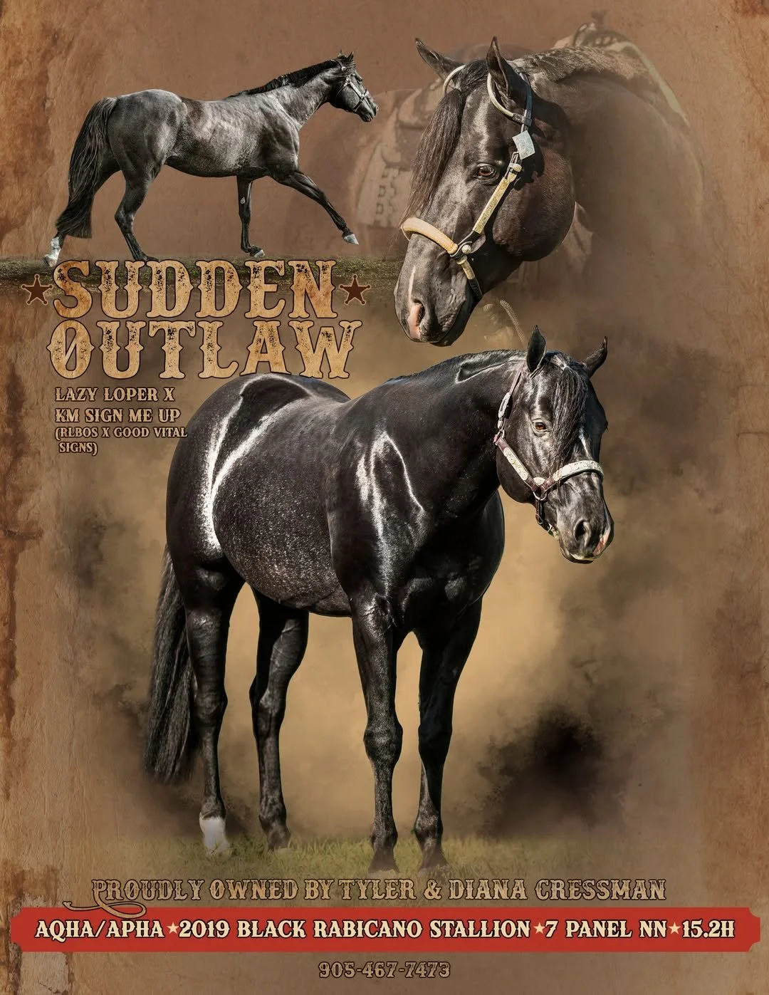 Fine Art Equine Photography in Alberta