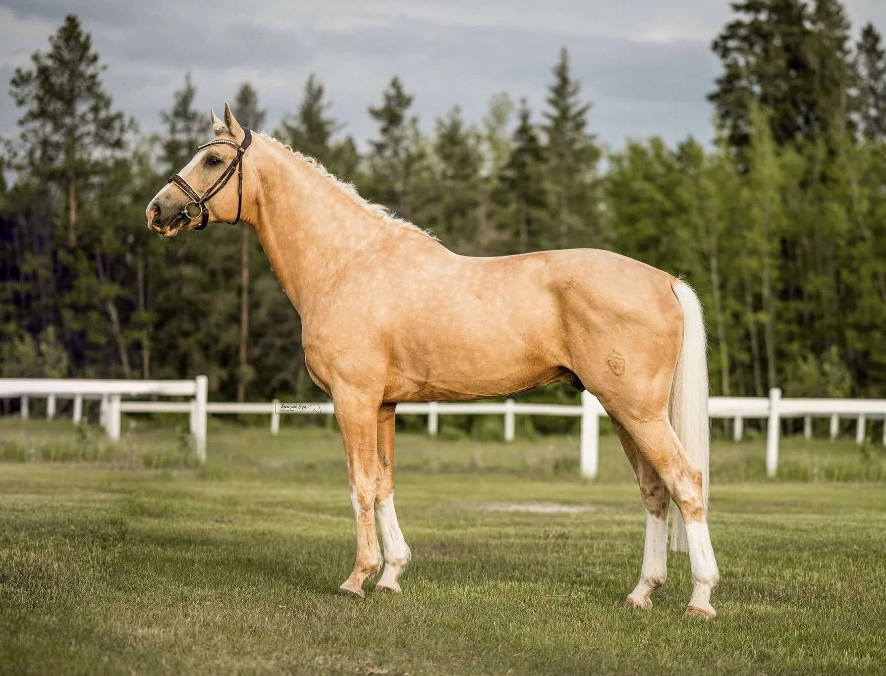 Horse Photography in Alberta