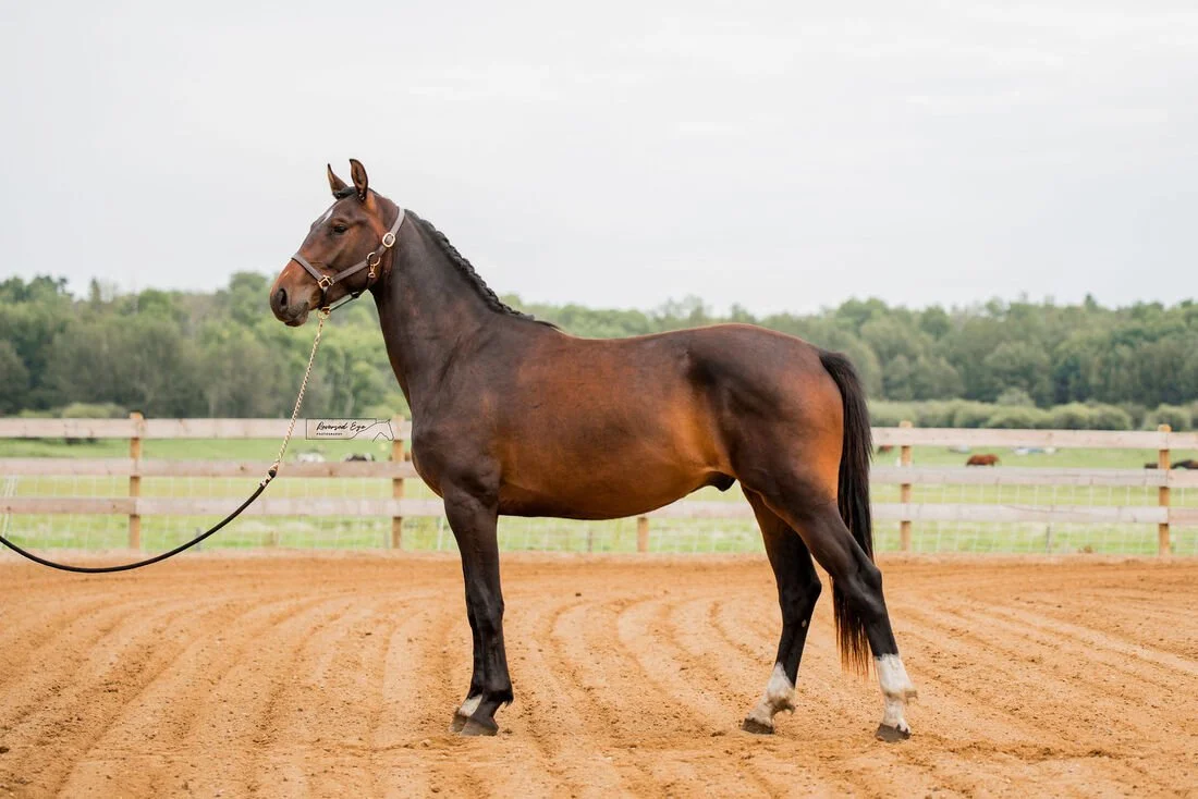 Equine Photographer in Alberta