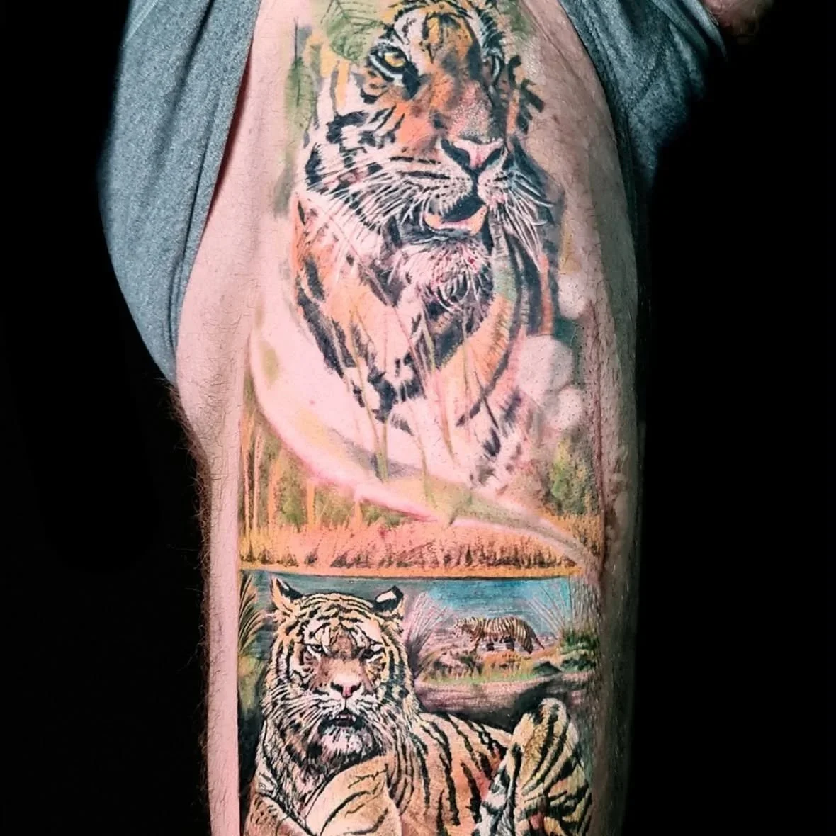 Tattoo of two tigers, one large tiger portrait on upper arm and a sitting tiger with a landscape background below.