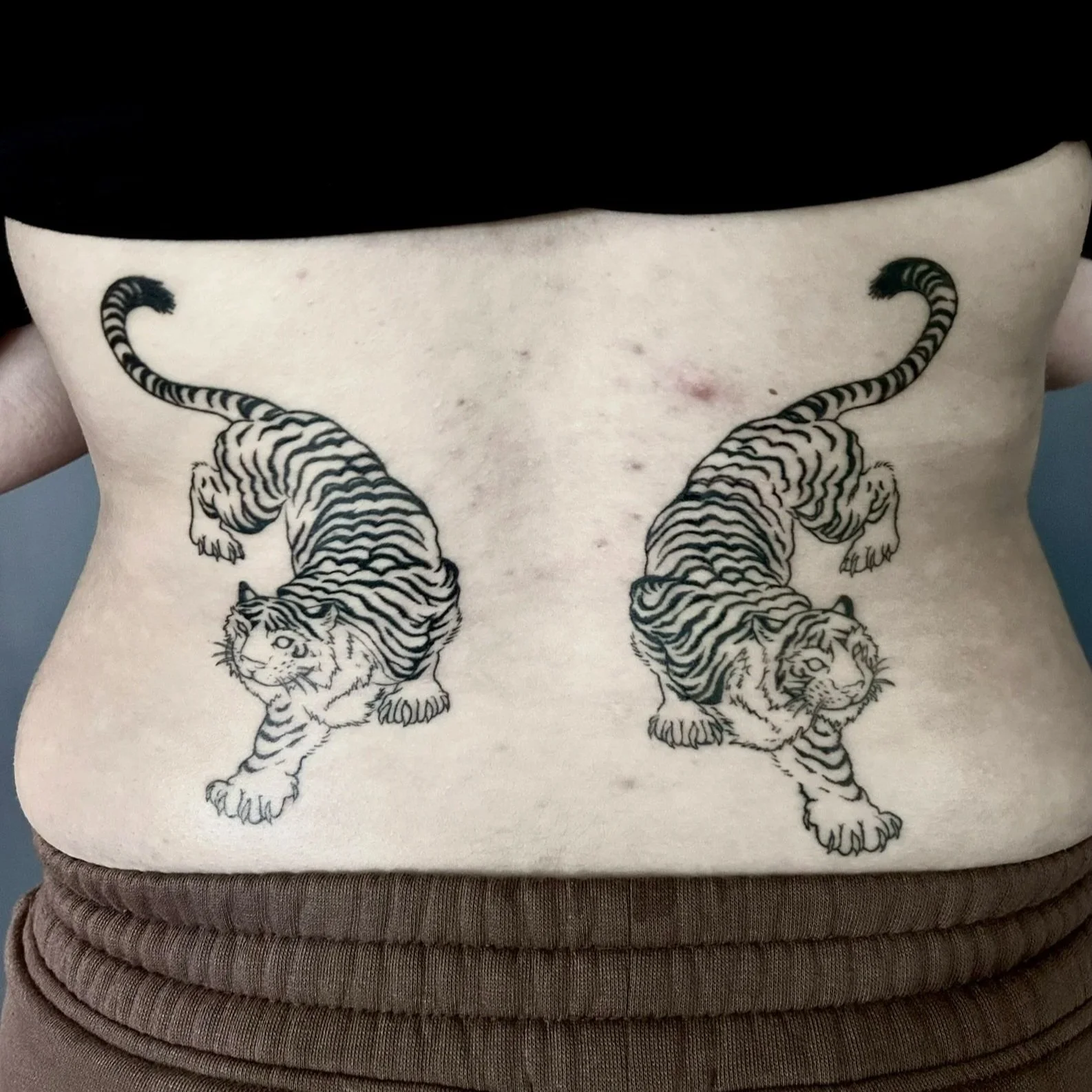 Tattoo of two black and white tigers facing opposite directions on person's lower abdomen.