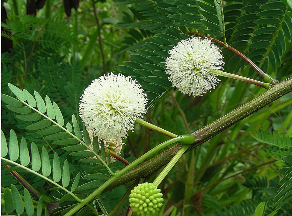 guanacaste flowers.jpeg